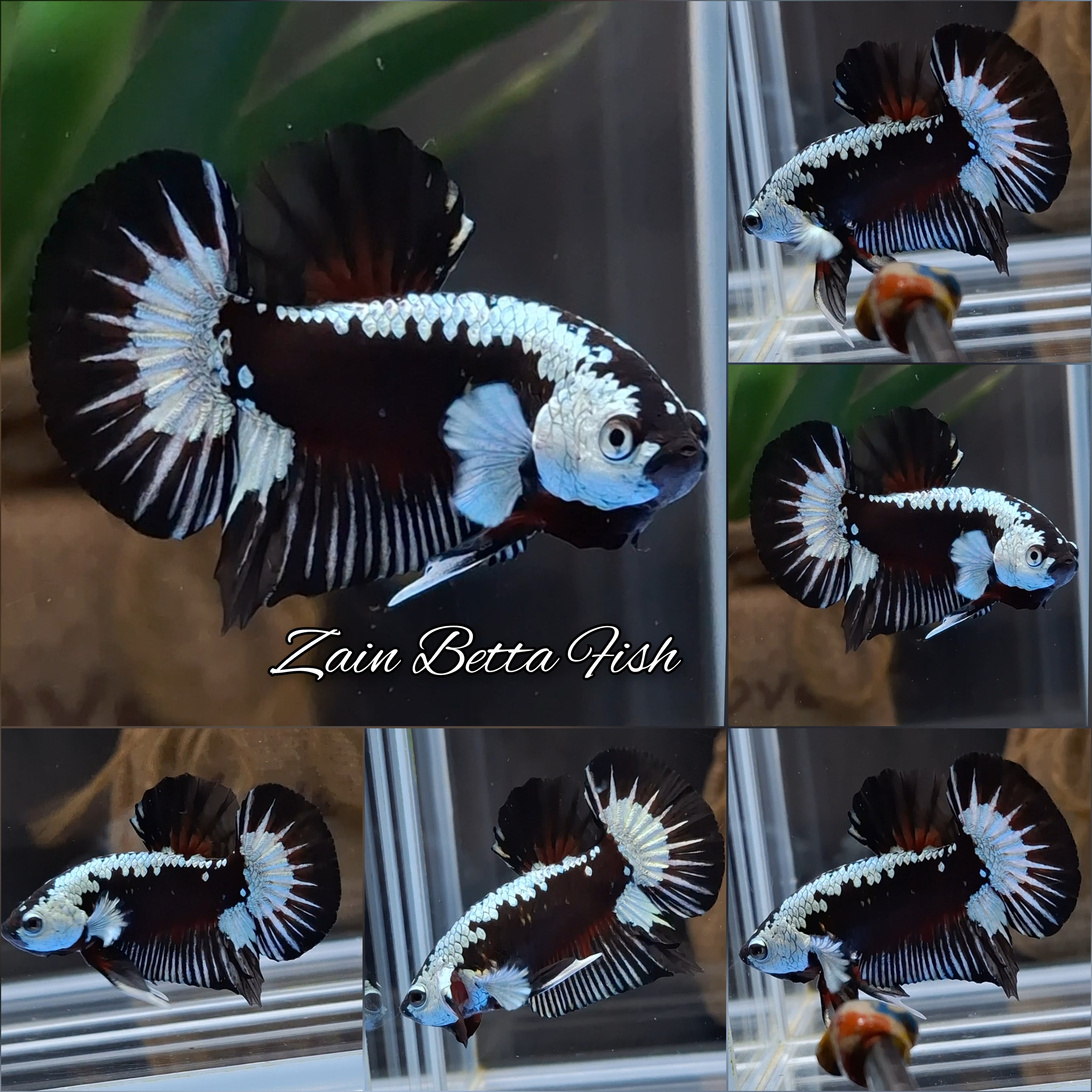 Samurai Black Mamba Snow Plakat HMPK Premium Betta Fish Male