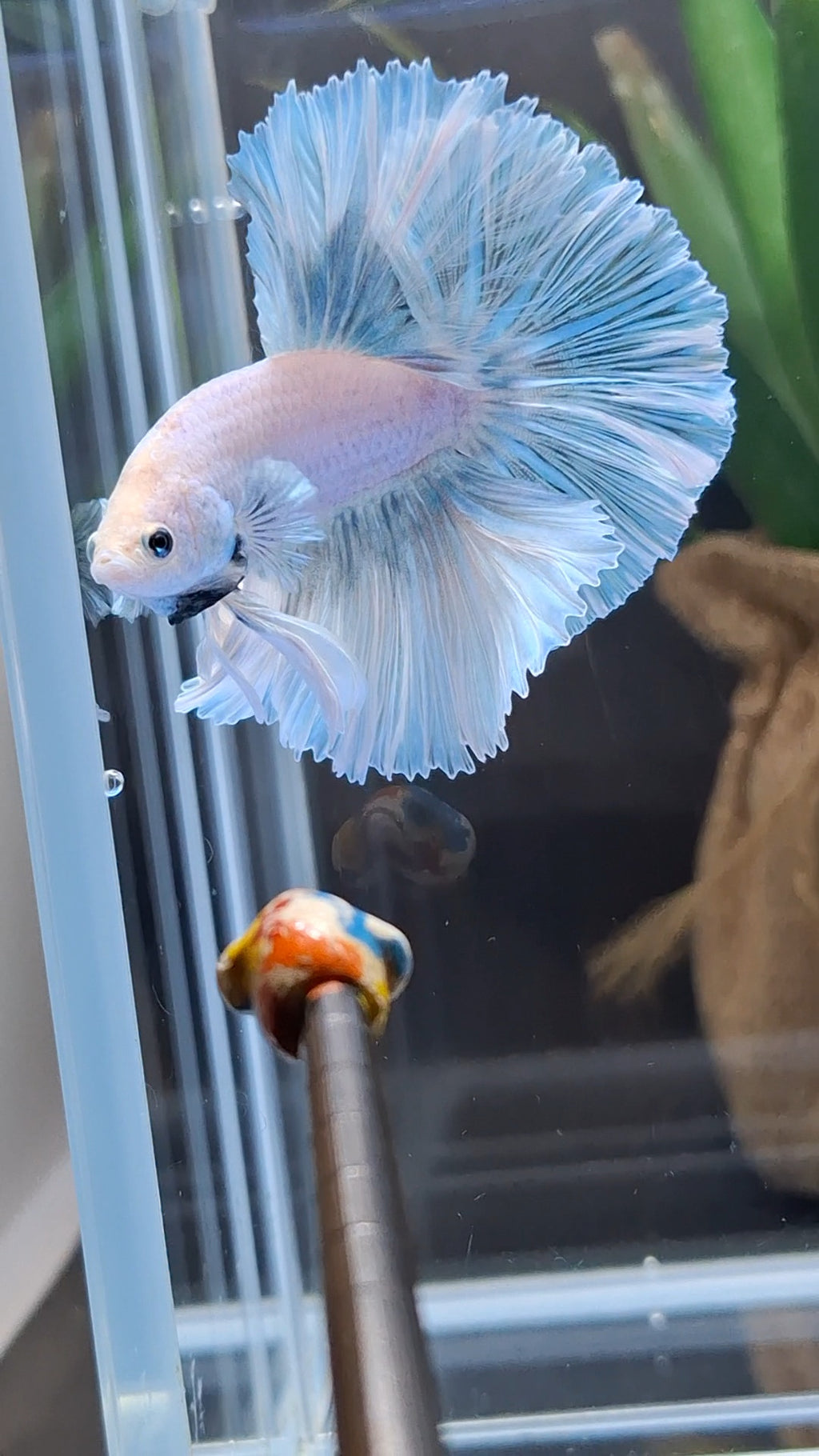 Over Halfmoon King Pastel Aurora Blue Sky Betta Fish Male