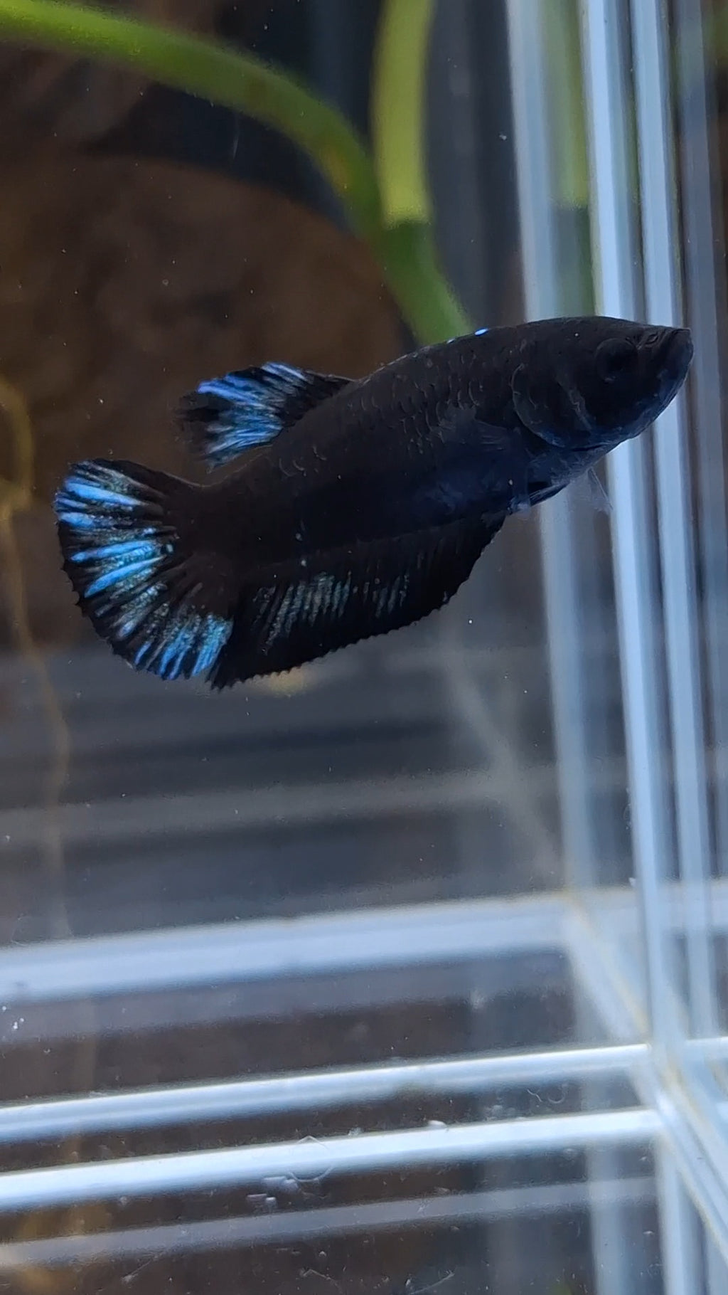 Avatar Black Blue Light Plakat Female Betta Fish For Sorority / Breed