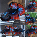 Avatar Vampire Bluestar HMPK Betta Fish Male