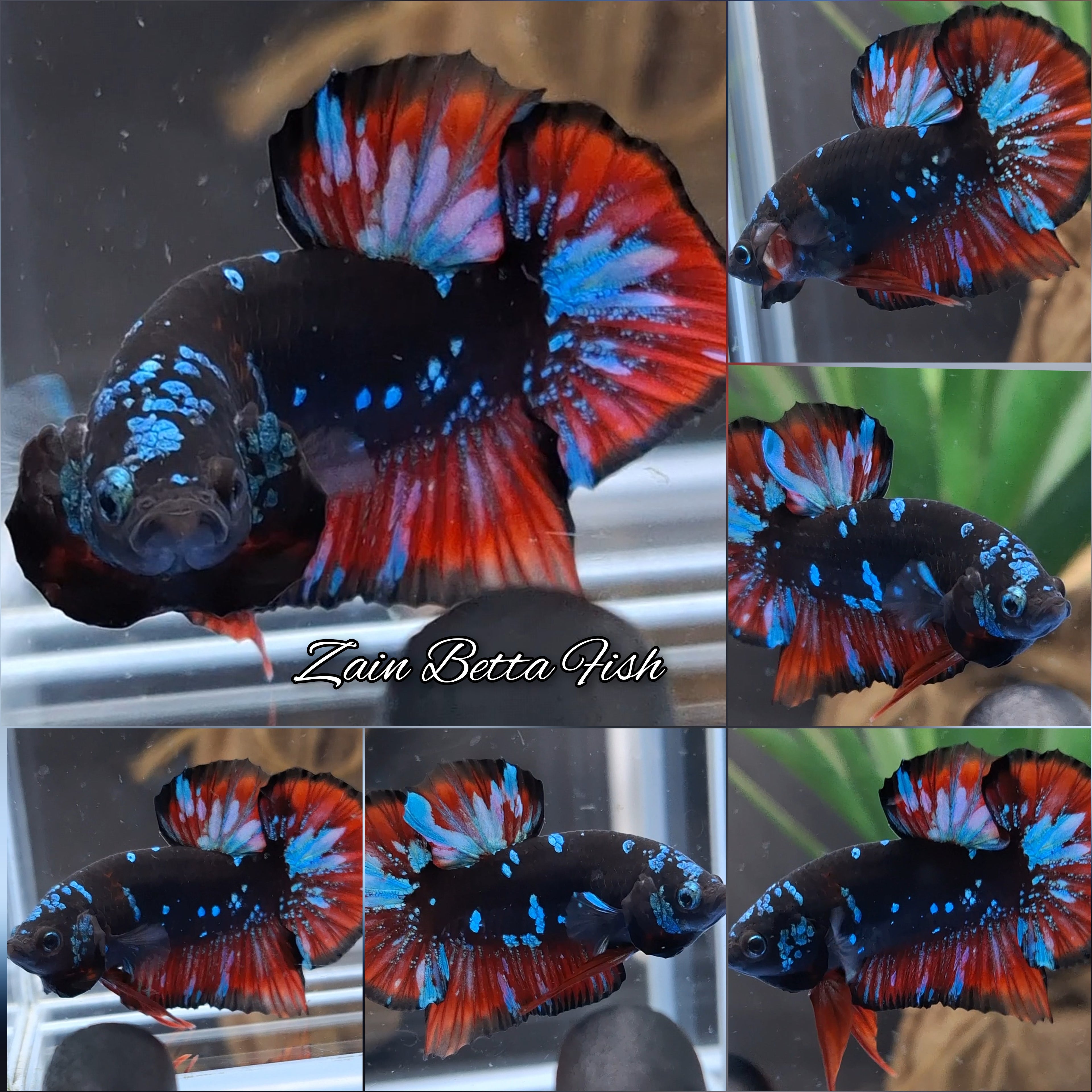 Avatar Vampire Bluestar HMPK Betta Fish Male