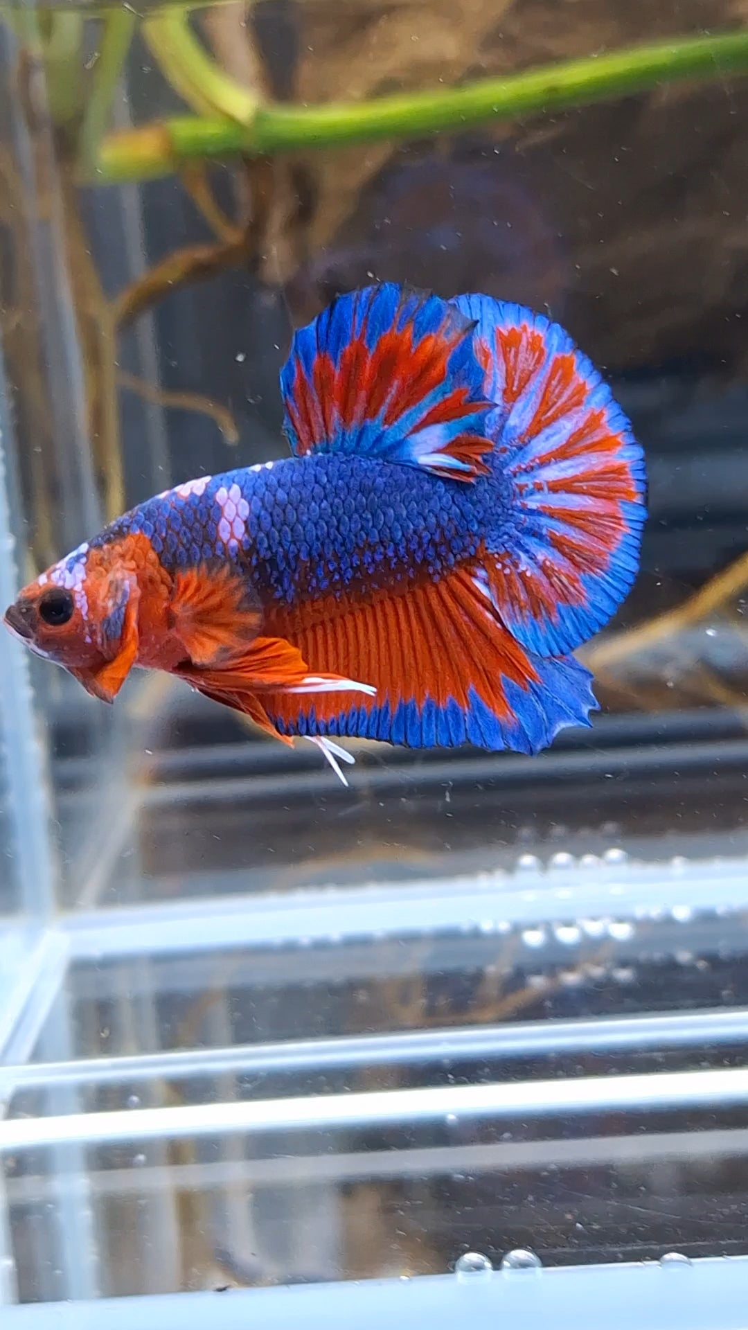 Blue Purple Fancy White Scale Plakat HMPK Betta Fish Male