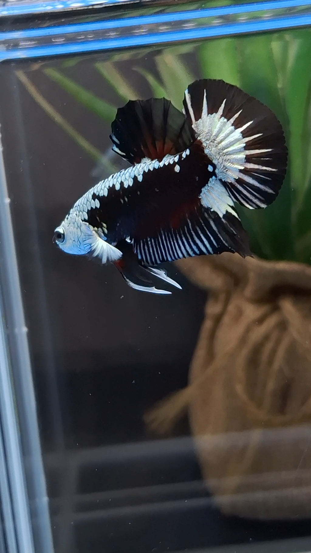 Samurai Black Mamba Snow Plakat HMPK Premium Betta Fish Male