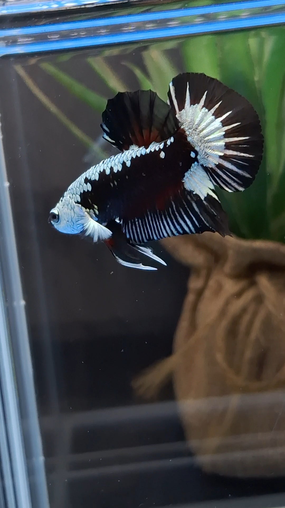 Samurai Black Mamba Snow Plakat HMPK Premium Betta Fish Male