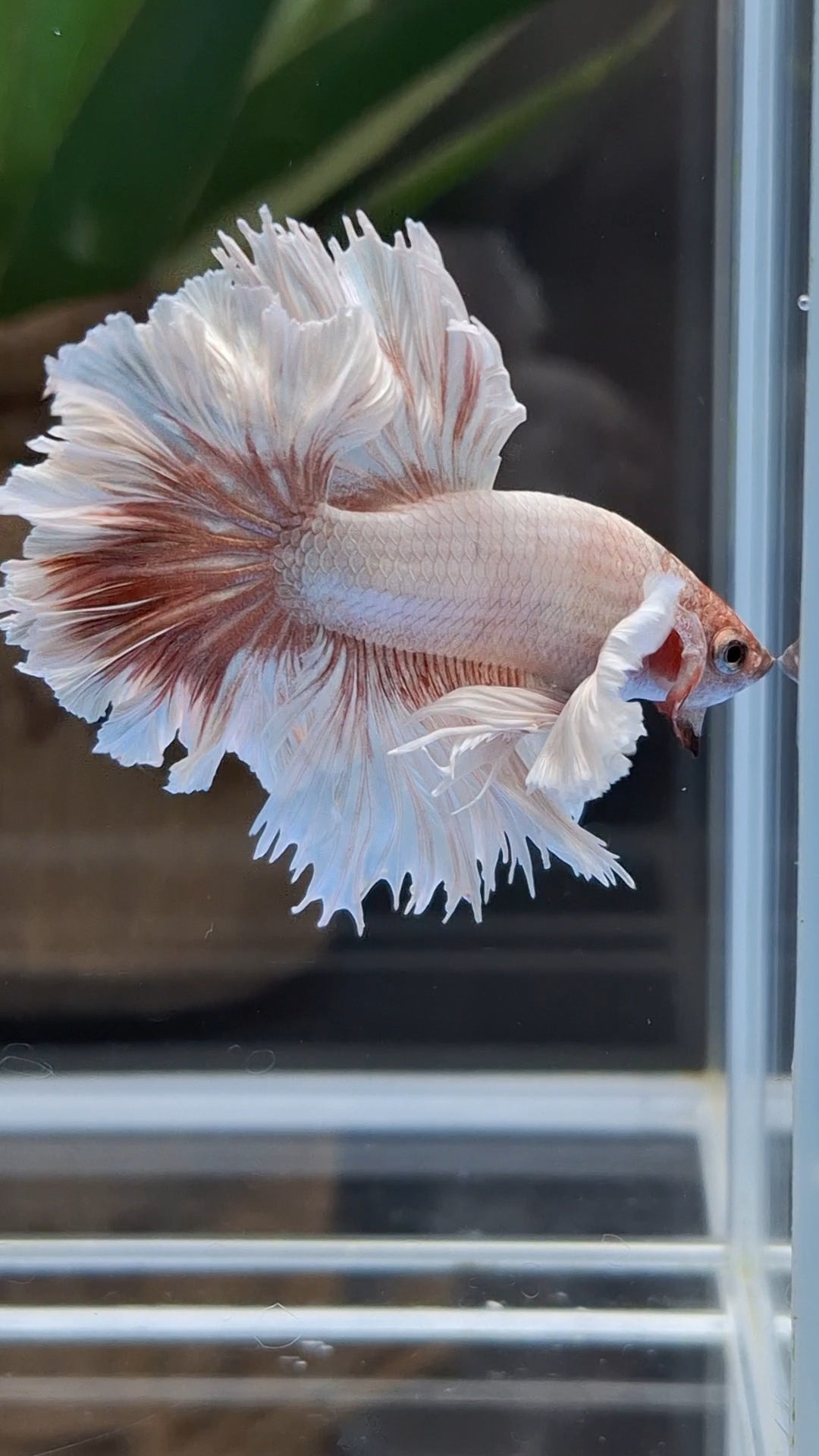Halfmoon King Feathertail Dumbo Ear Dragon Rose Gold Rare Betta Fish Male