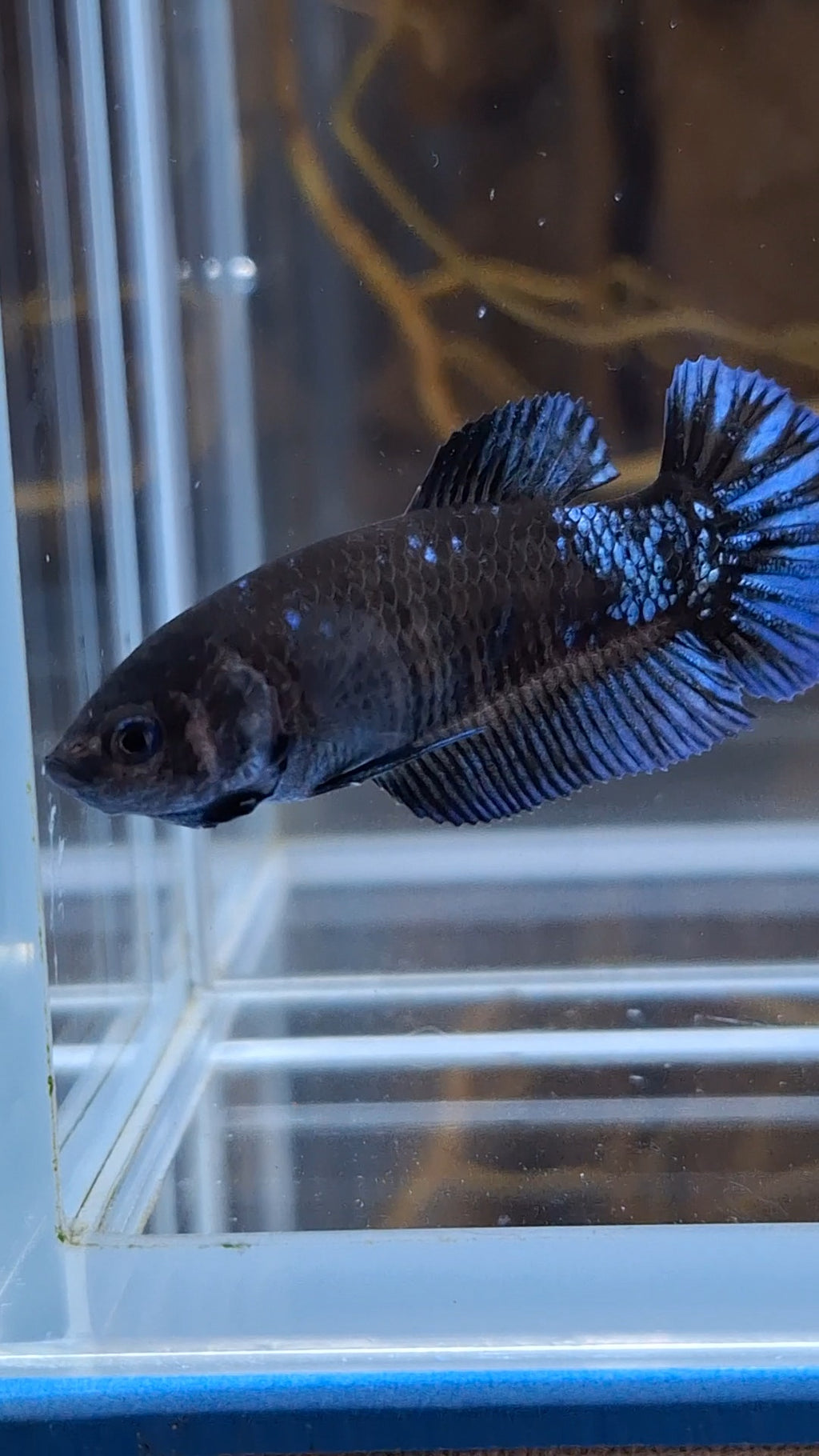 Avatar Black Blue Light Plakat Female Betta Fish For Sorority / Breed