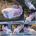 Dumbo Rose Ear King Feathertail Soft Pink Alicorn Betta Fish Female