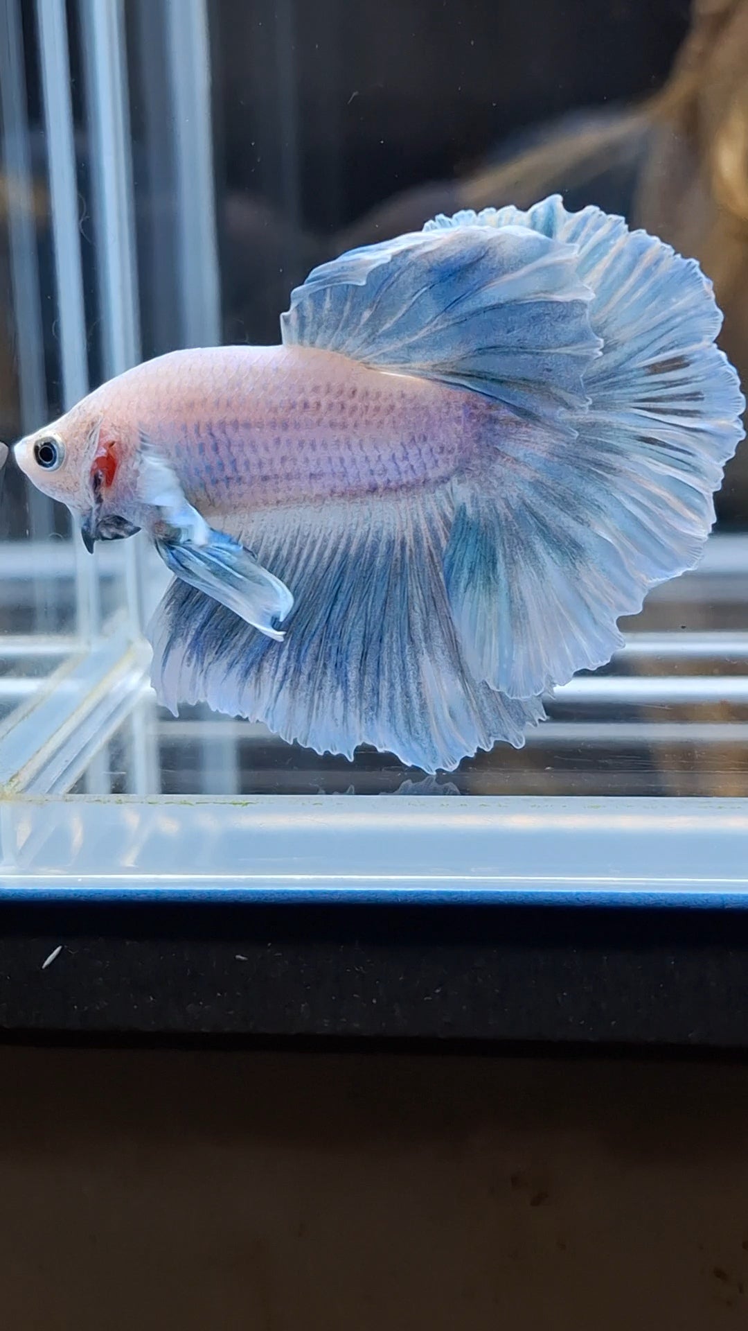 Halfmoon Feathertail Dumbo Ear Blue Sky Betta Fish Male