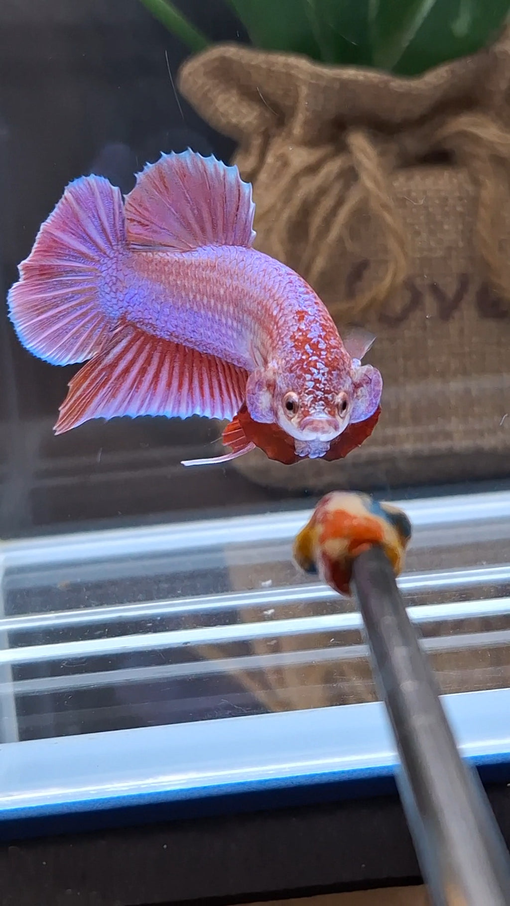 Purple Pink Aurora Rare Plakat HMPK Betta Fish Male