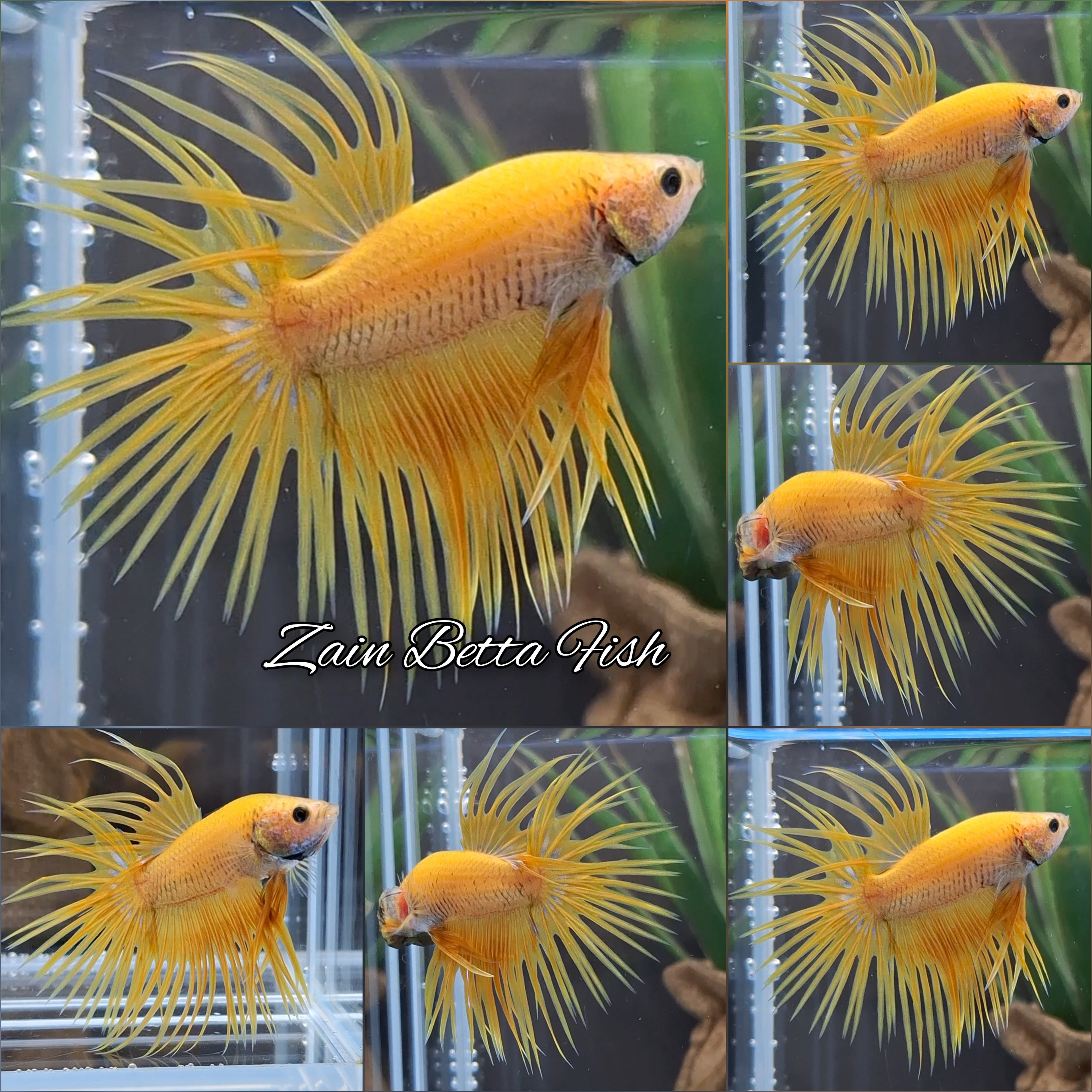 Crowntail Yellow Pineapple Betta Fish Male