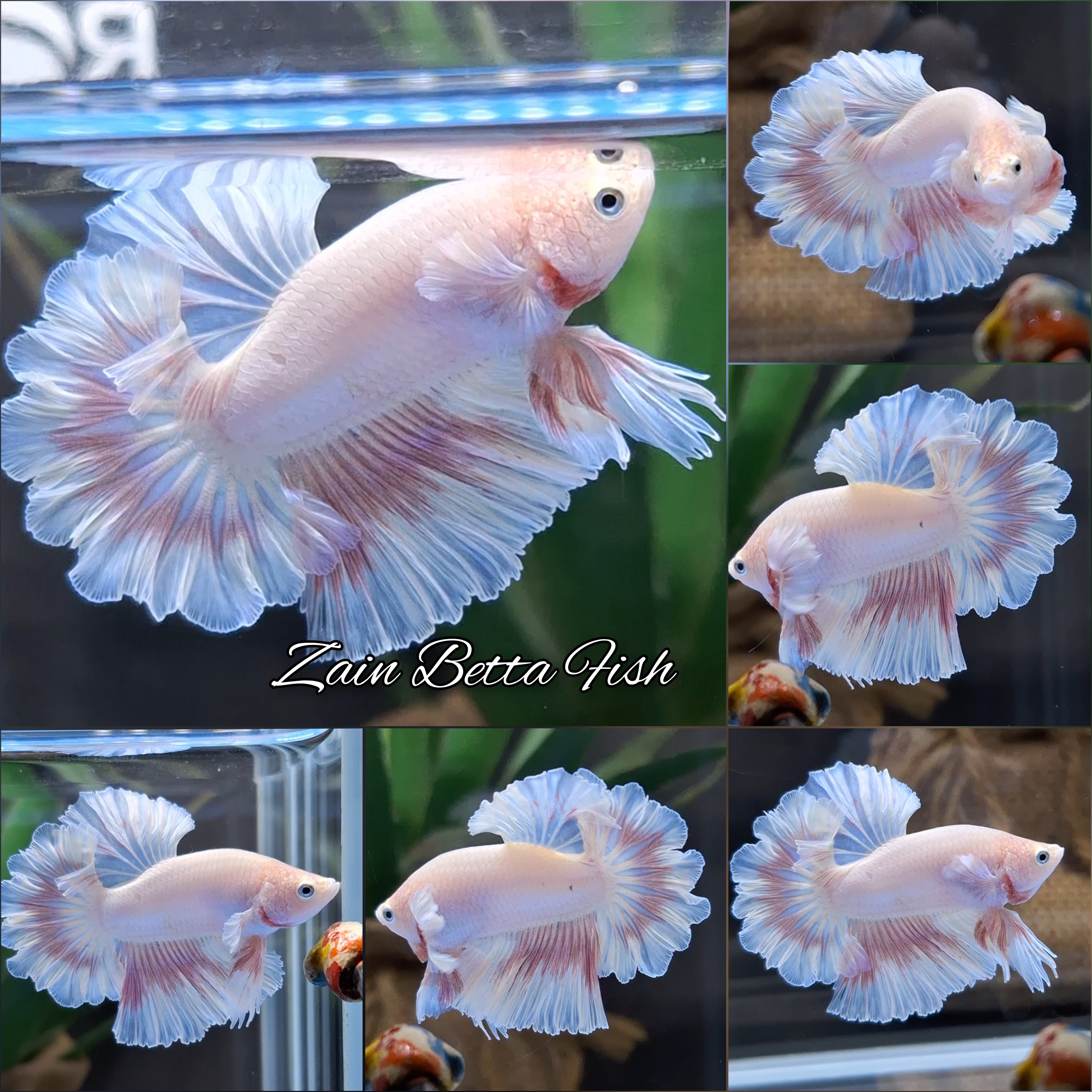 King Feathertail Pink Sweet Color Butterfly Betta Fish Male