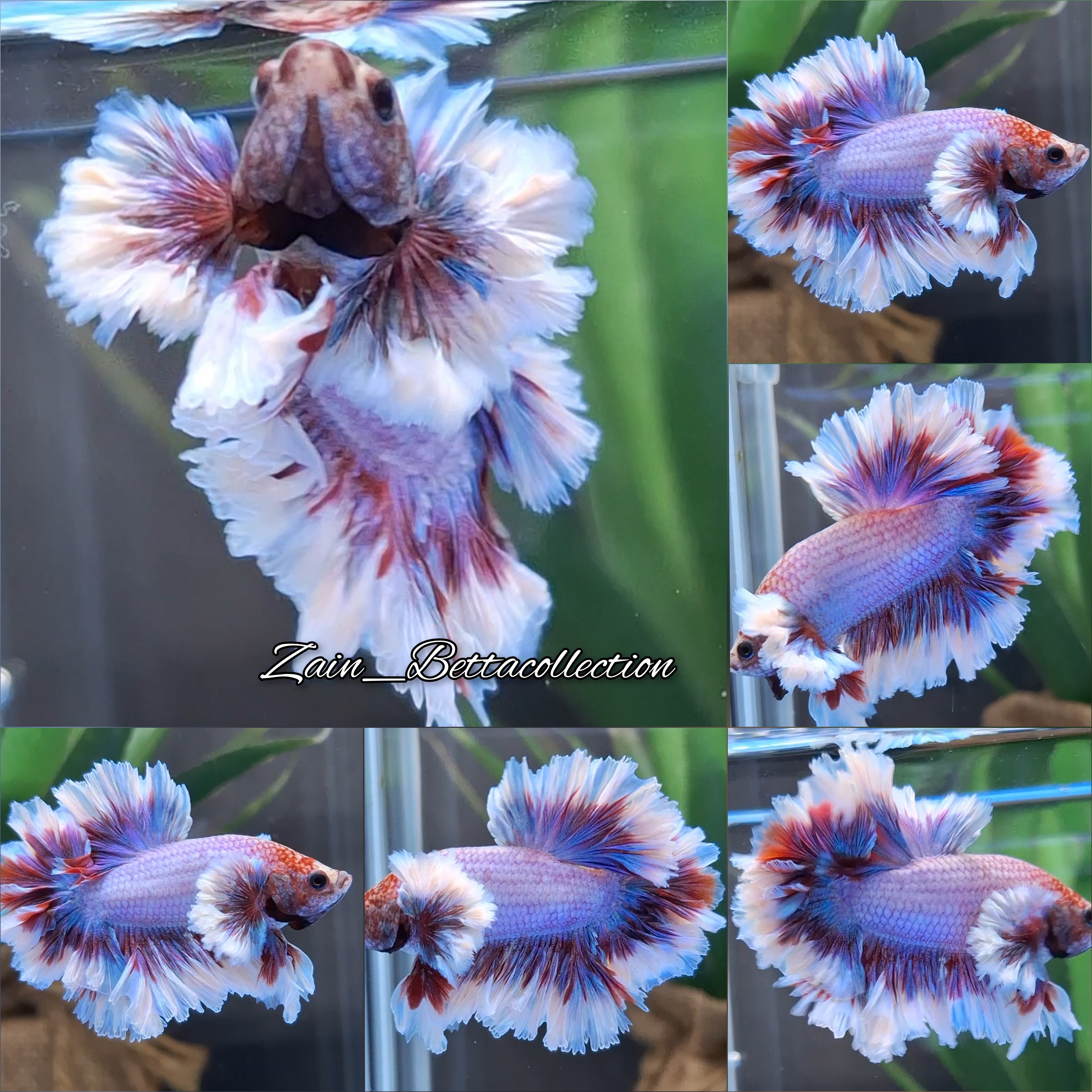 King Feathertail Dumbo Rose Ear Betta Fish Male