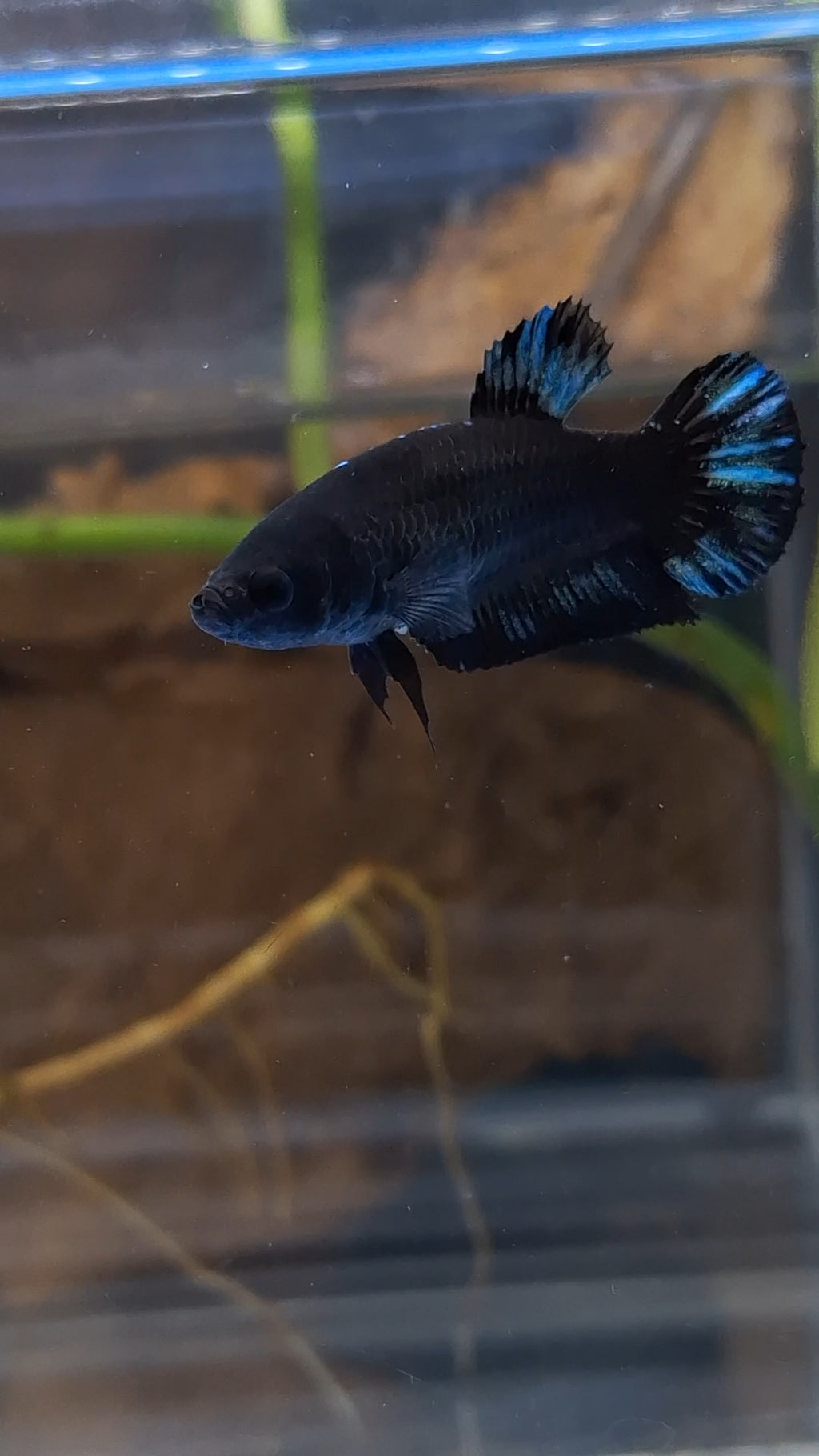 Avatar Black Blue Light Plakat Female Betta Fish For Sorority / Breed