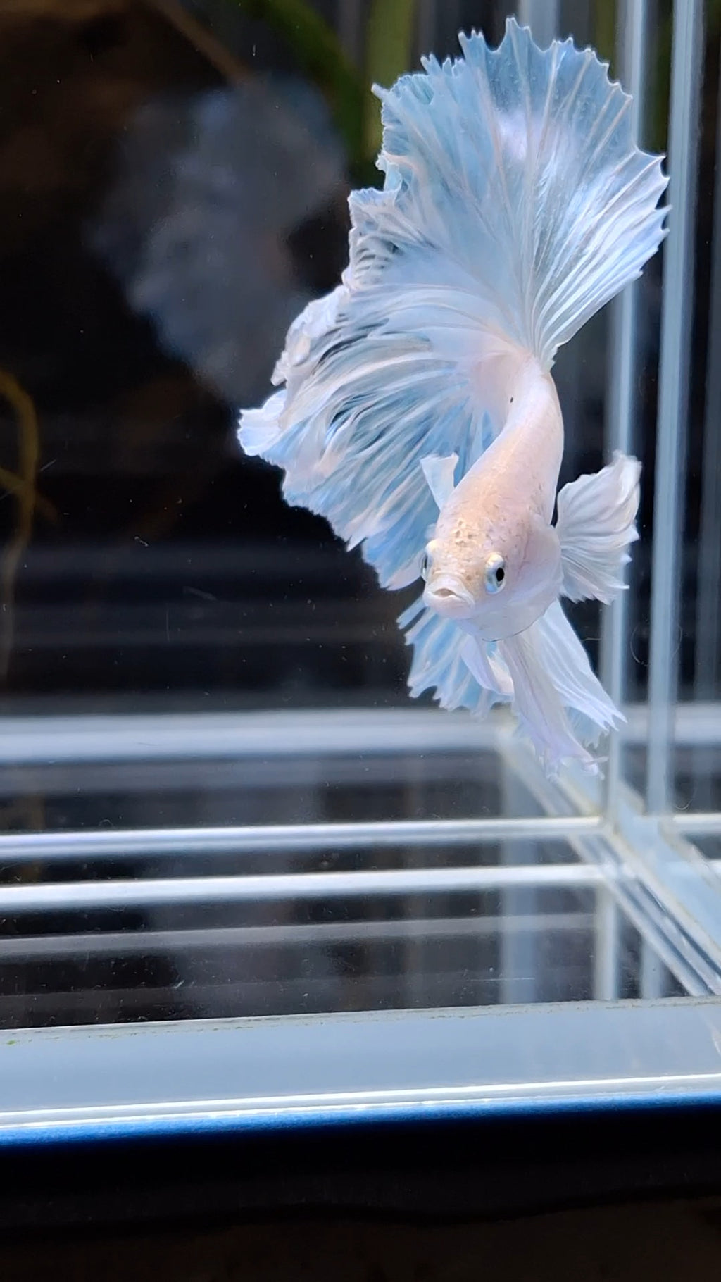 Halfmoon Feathertail Dumbo Ear White Unicorn Betta Fish Male