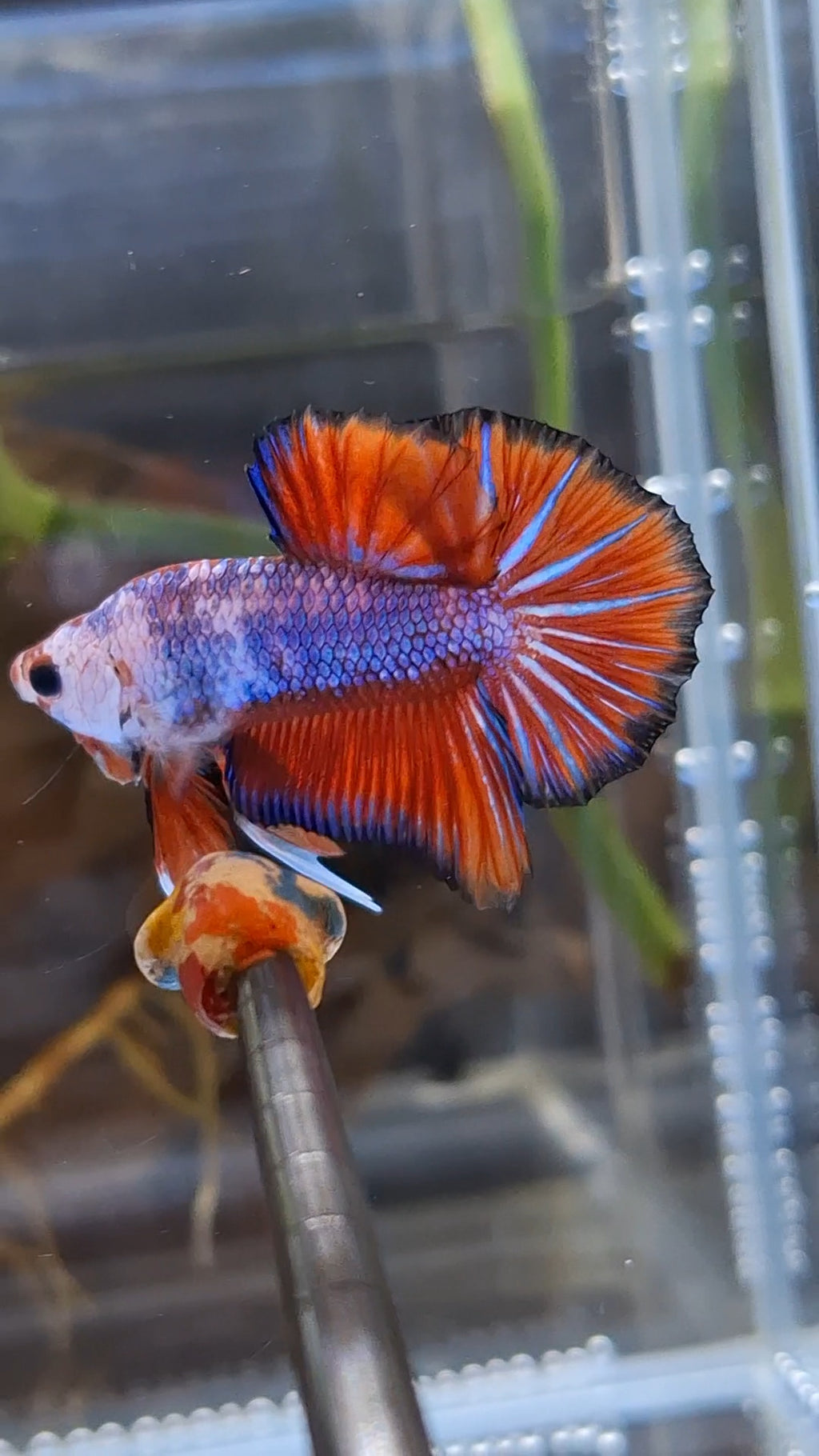 Fancy HMPK Betta Fish Male