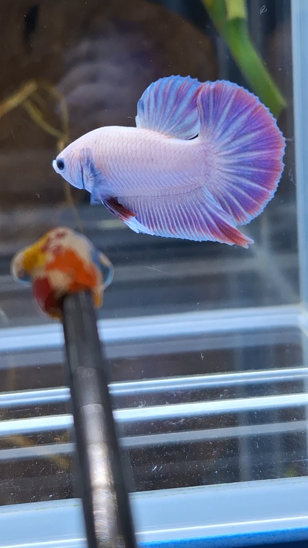 Hologram Aurora Pink Purple Plakat HMPK Rare Betta Fish Male