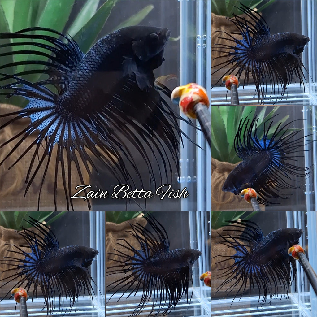 Crowntail Black Orchid Large Size Betta Fish Male