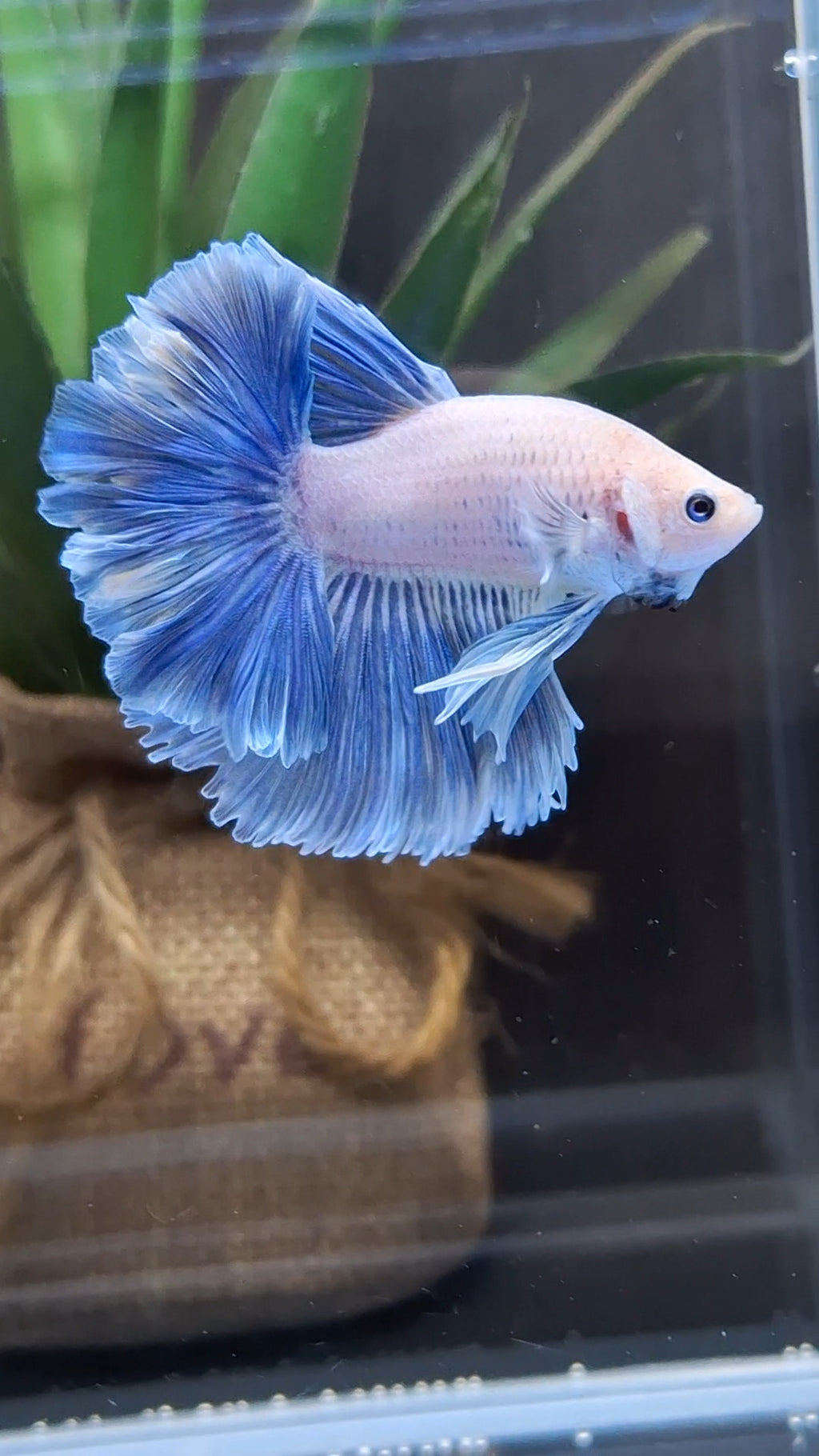 Halfmoon Feathertail Blue Sky Grizzle Betta Fish Male