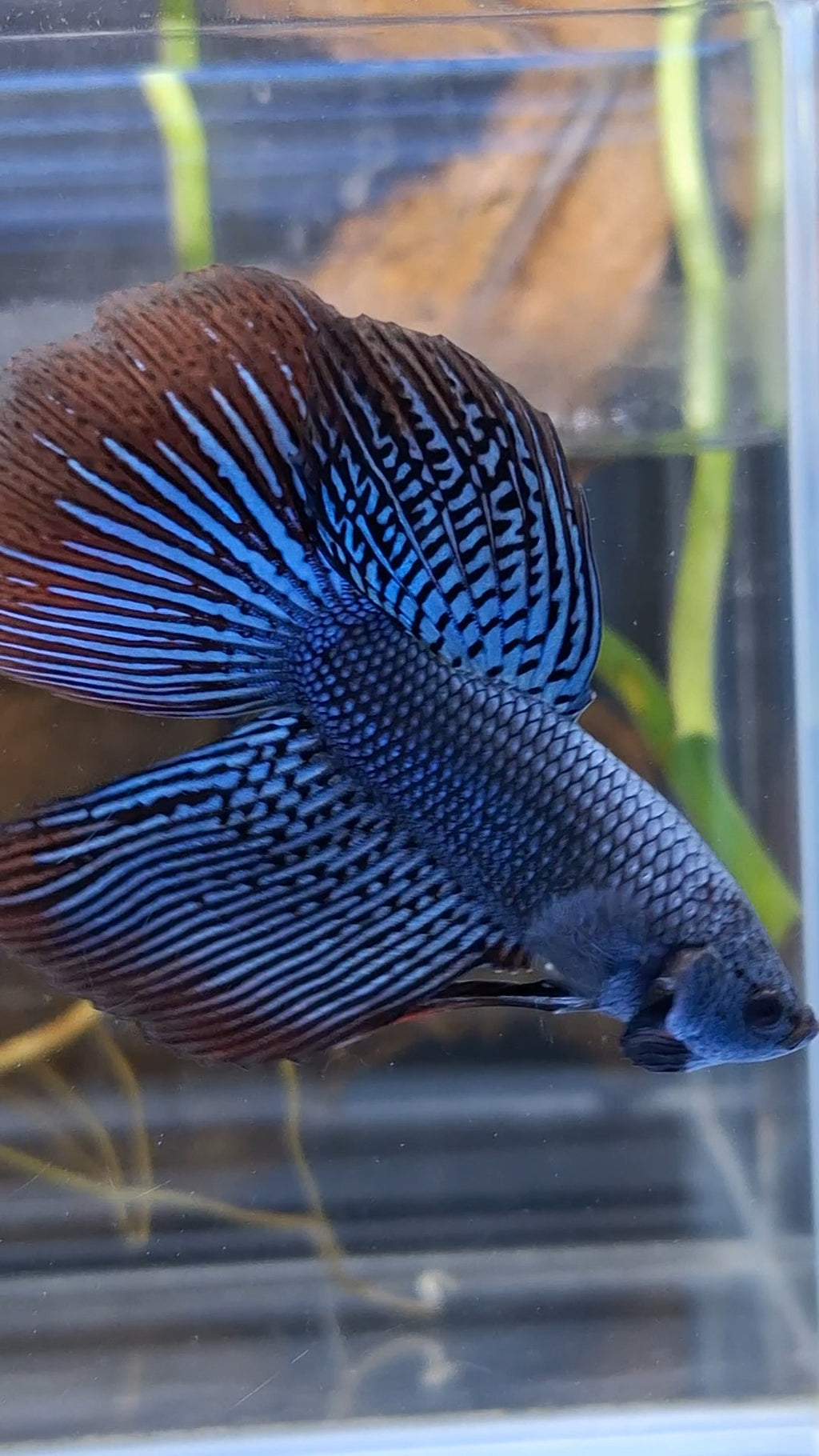 Alien Long Fins Rare Wild Betta Fish Male