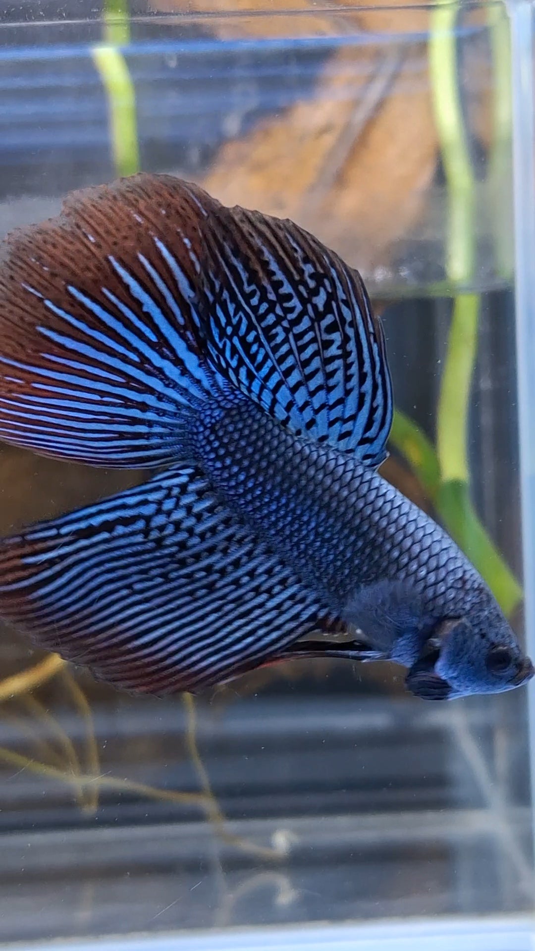 Alien Long Fins Rare Wild Betta Fish Male