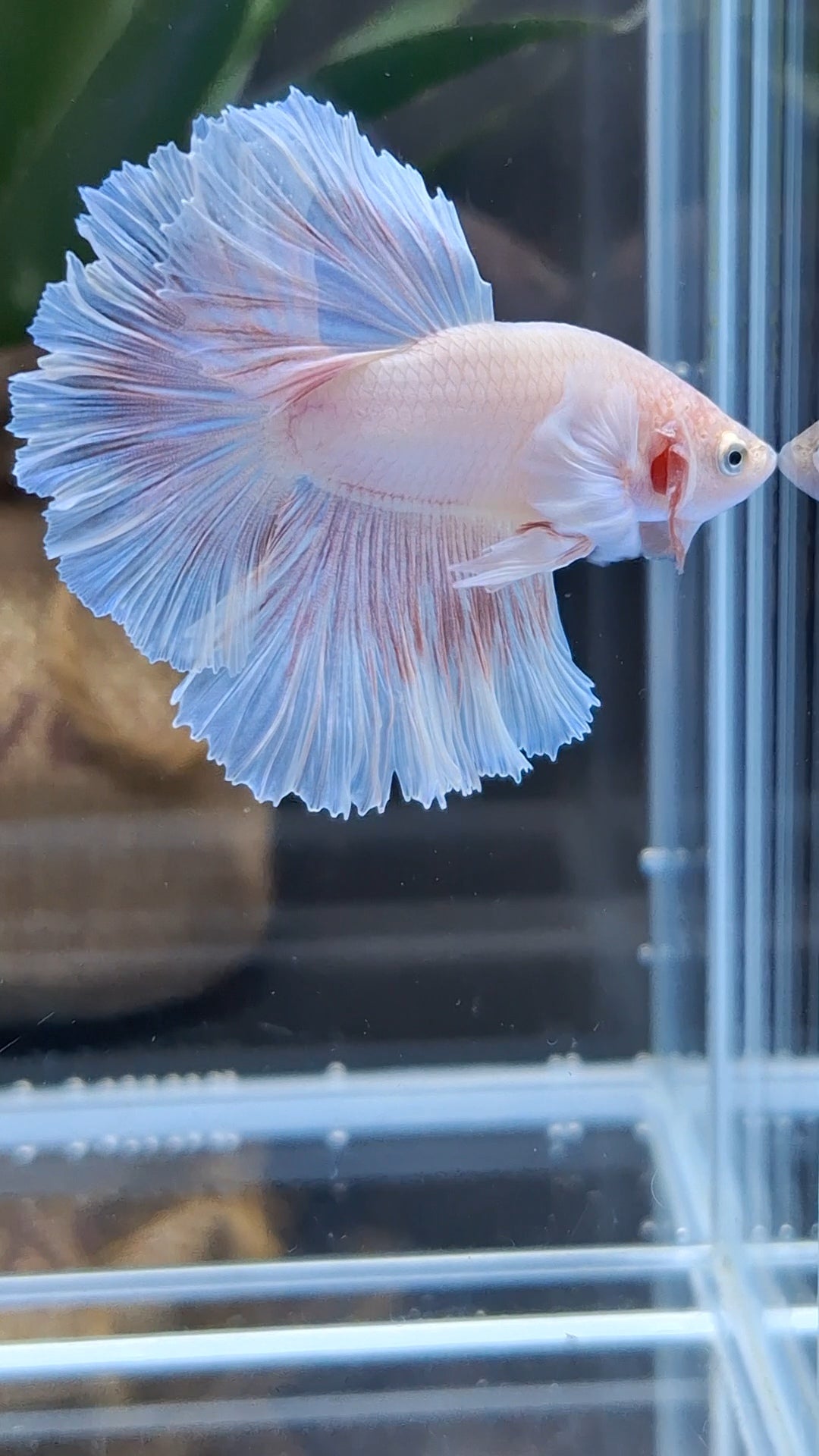 Halfmoon Feathertail Pink Dumbo Ear Sweet Color Betta Fish Male