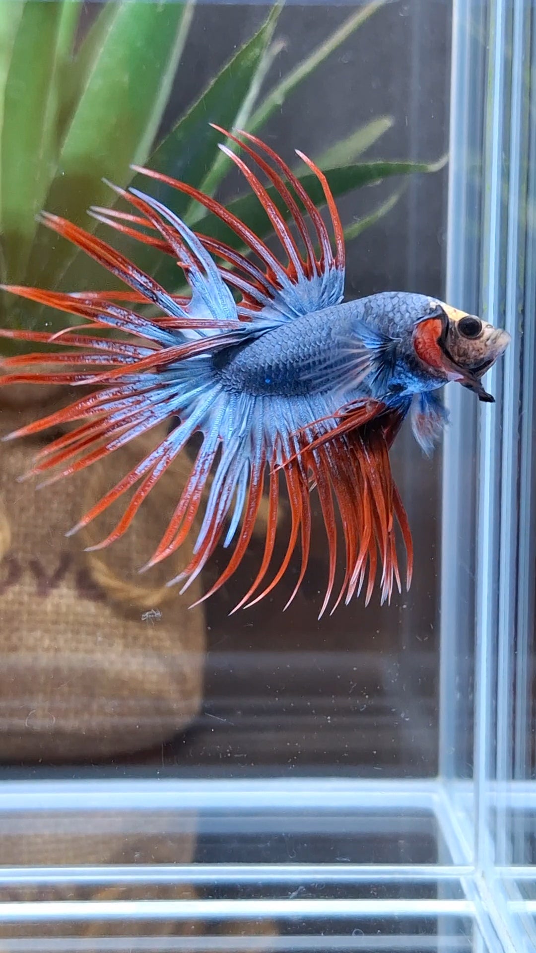 Crowntail Mascot Betta Fish Male