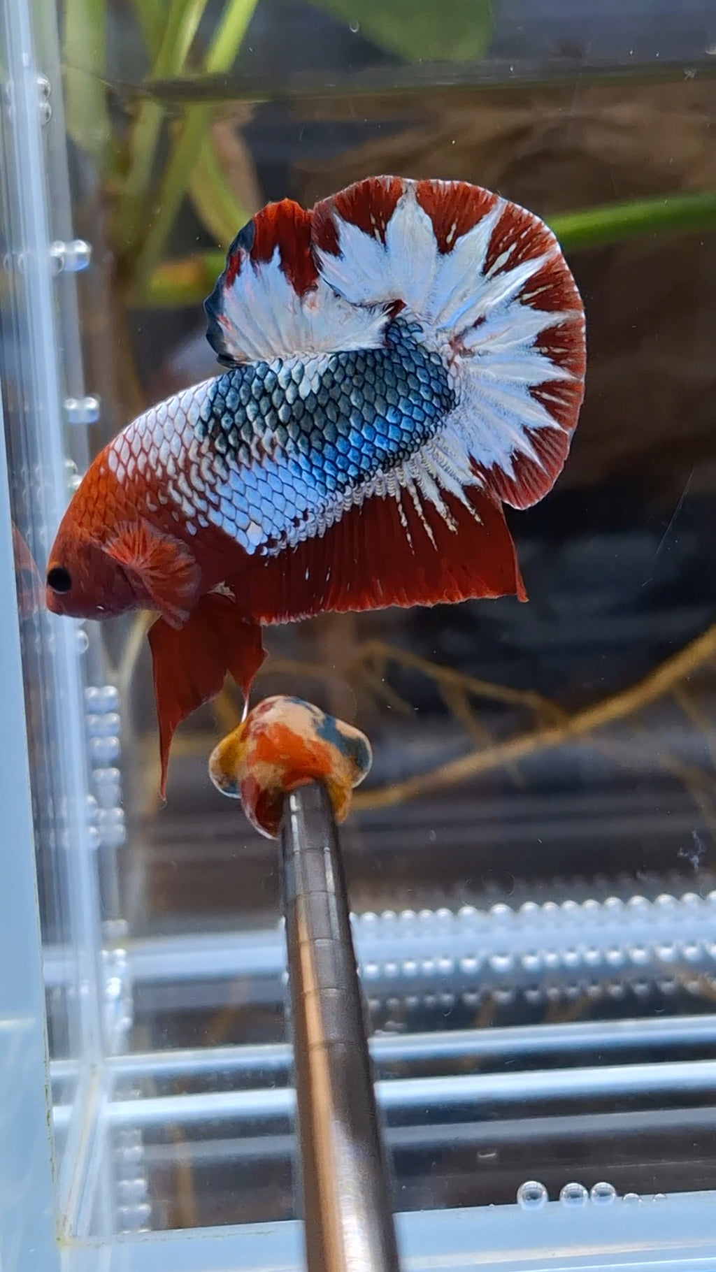 Red Fancy Army FCCP Startail Large Size HMPK Plakat Betta Fish Male