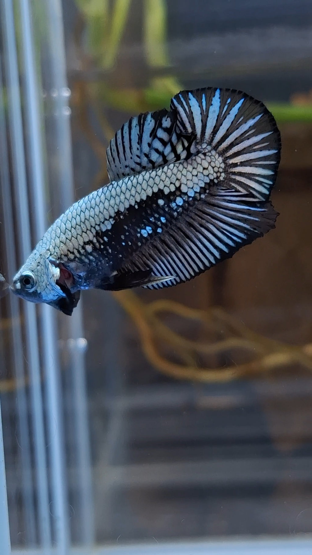Samurai Plakat HMPK Betta Fish Male
