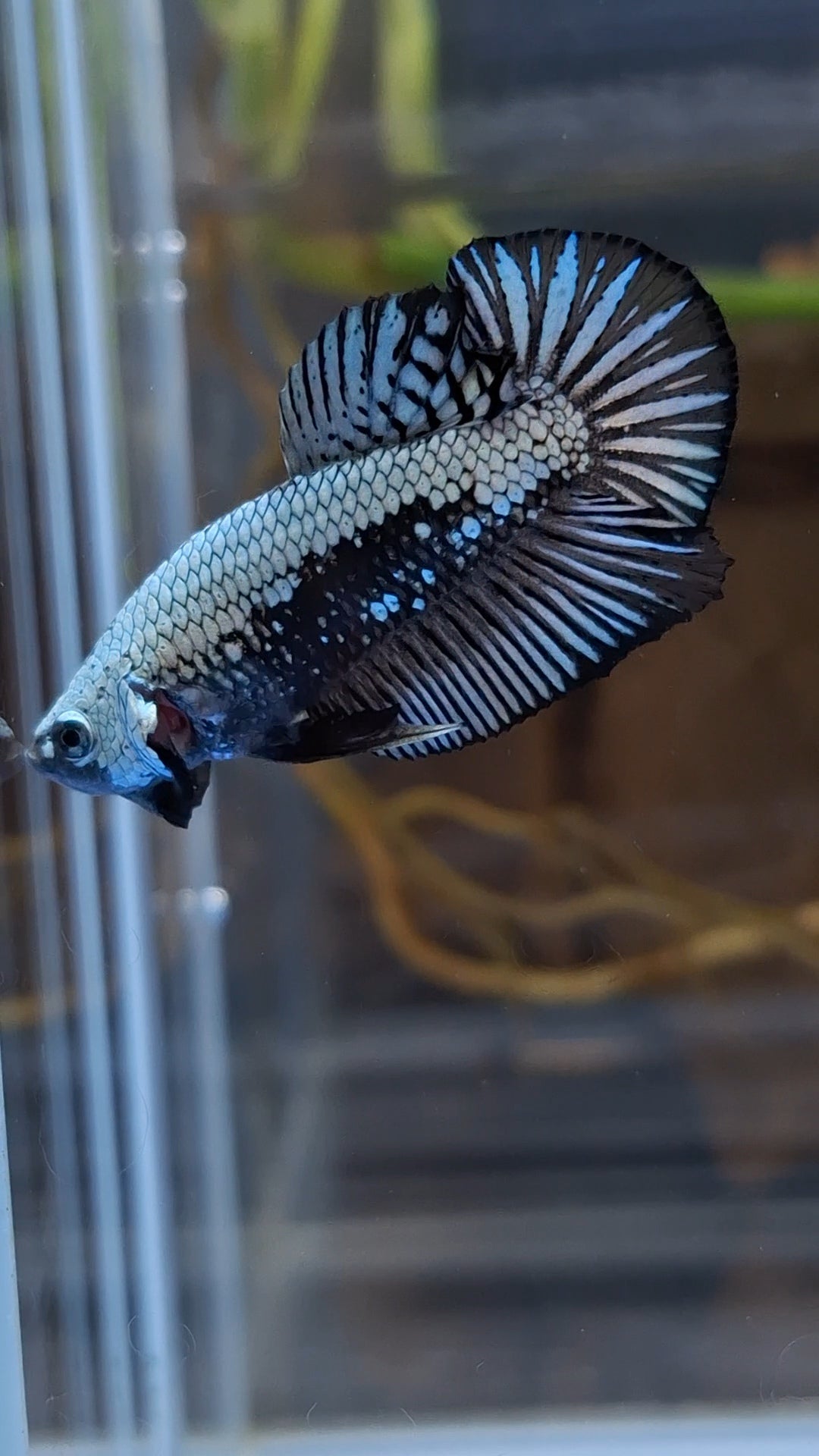 Samurai Plakat HMPK Betta Fish Male