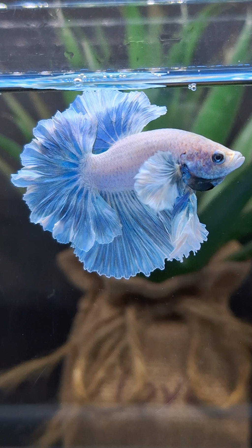 King Feathertail Rose Dumbo Ear Blue Sky Betta Fish Male