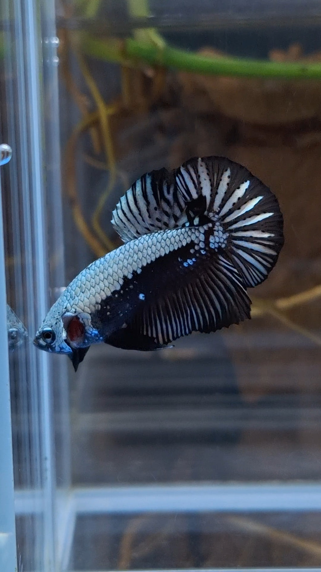Samurai Plakat HMPK Betta Fish Male