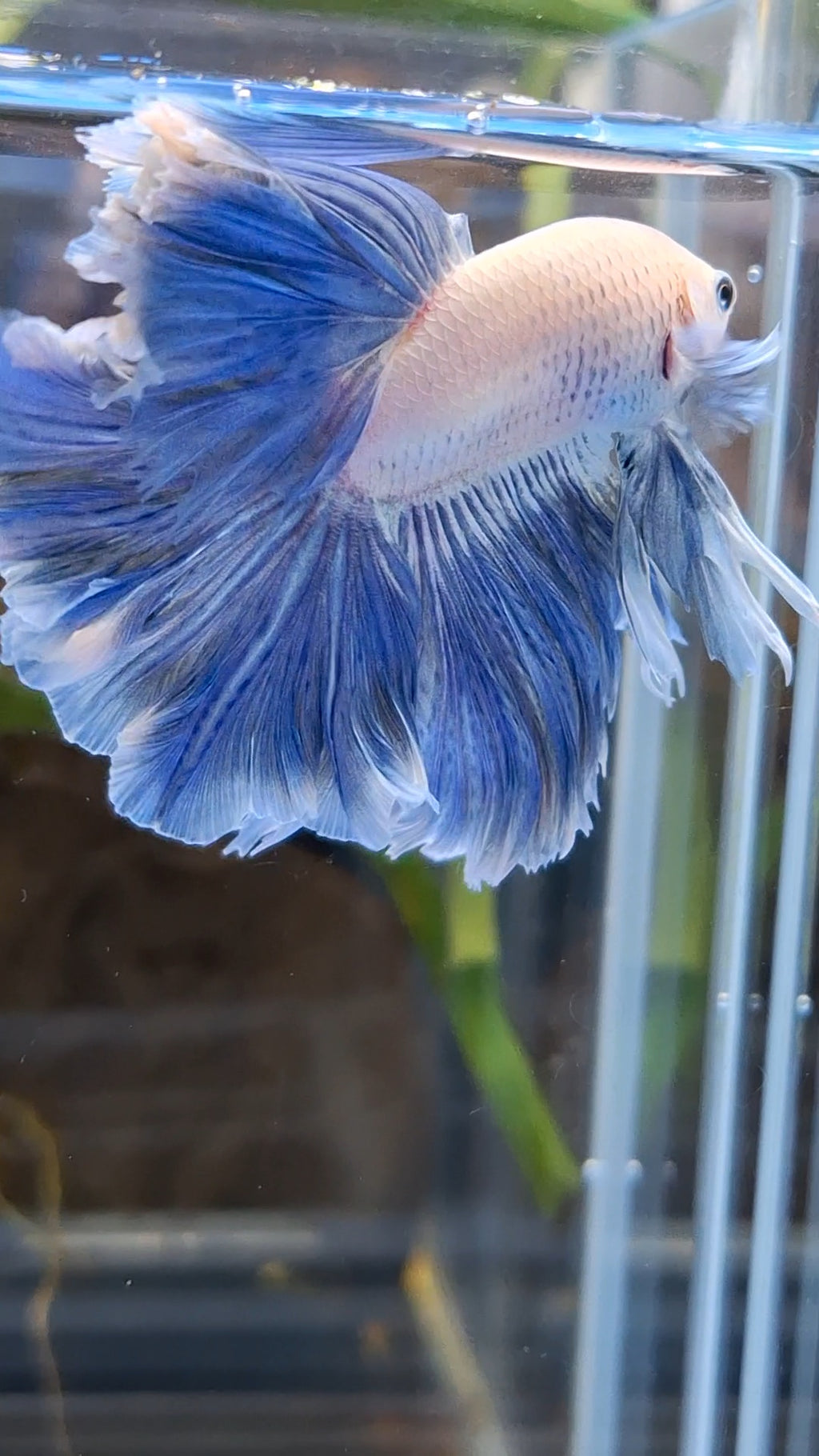 Over Halfmoon Feathertail Blue Sky Butterfly Large Size Rare Betta Fish Male