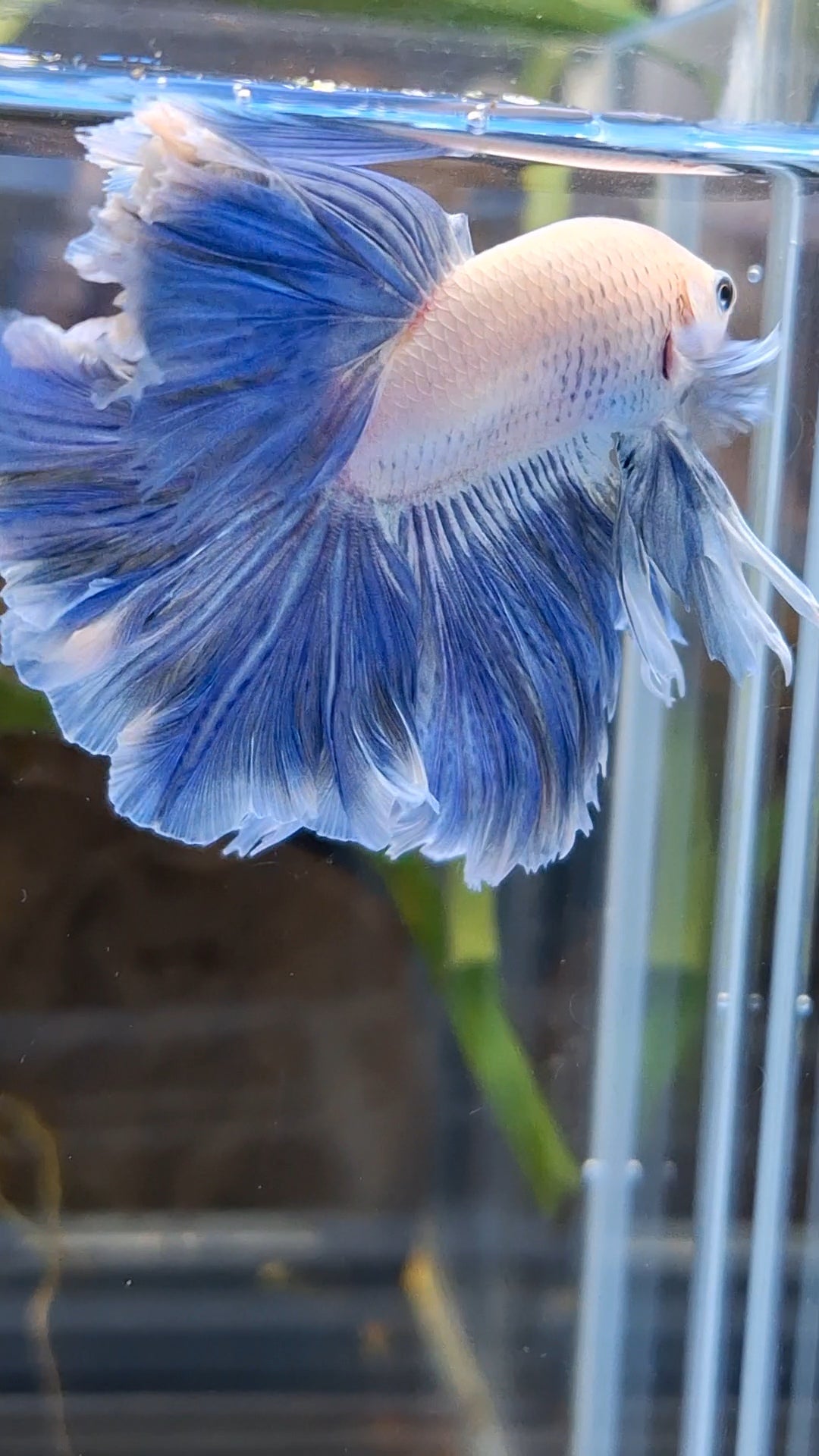 Over Halfmoon Feathertail Blue Sky Butterfly Large Size Rare Betta Fish Male