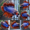 Super Rare Crowntail Double Tail PKCT Betta Fish Male