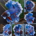 Feathertail Halfmoon Sky Hawk Dumbo Ear Blue Butterfly Betta Fish Male