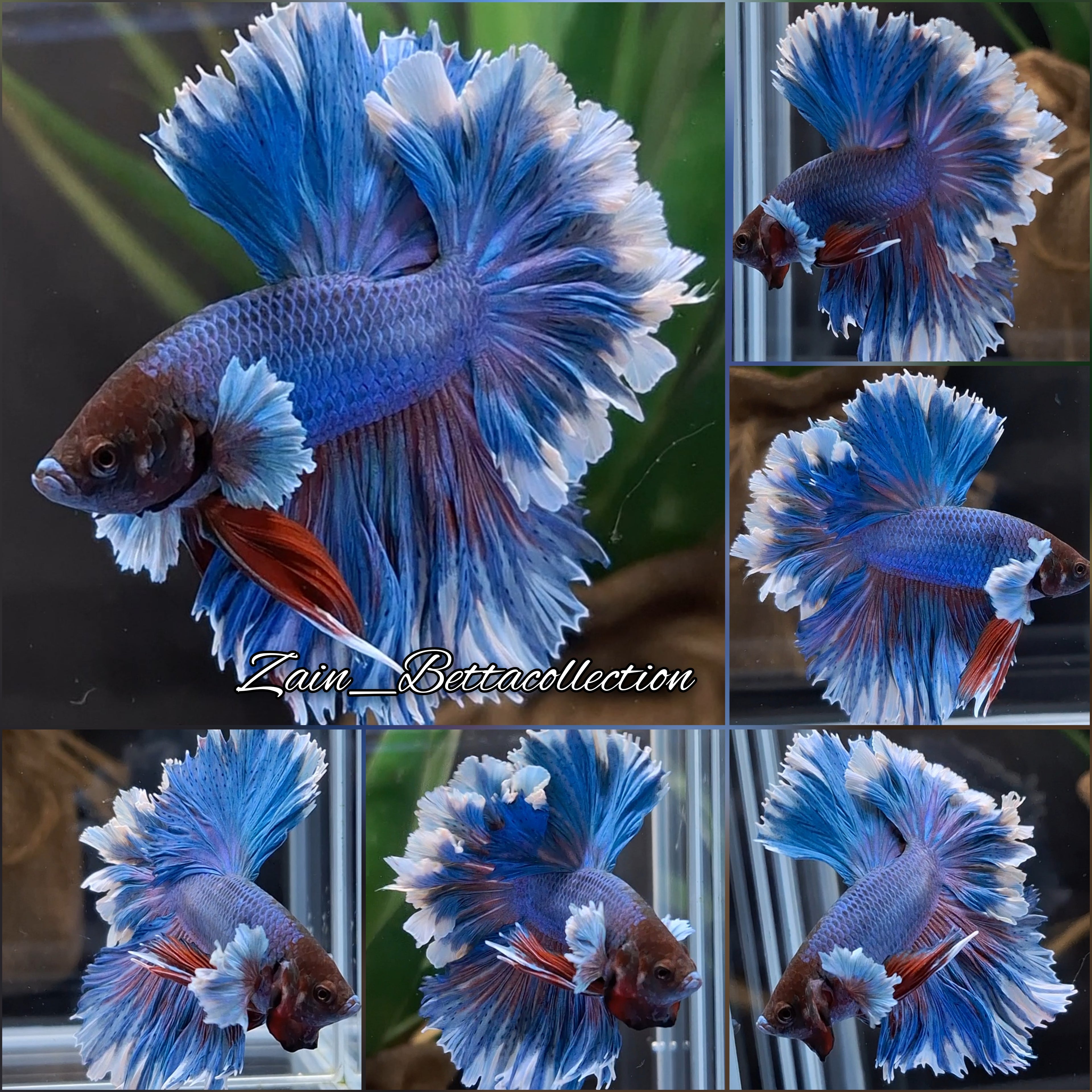 Feathertail Halfmoon Sky Hawk Dumbo Ear Blue Butterfly Betta Fish Male
