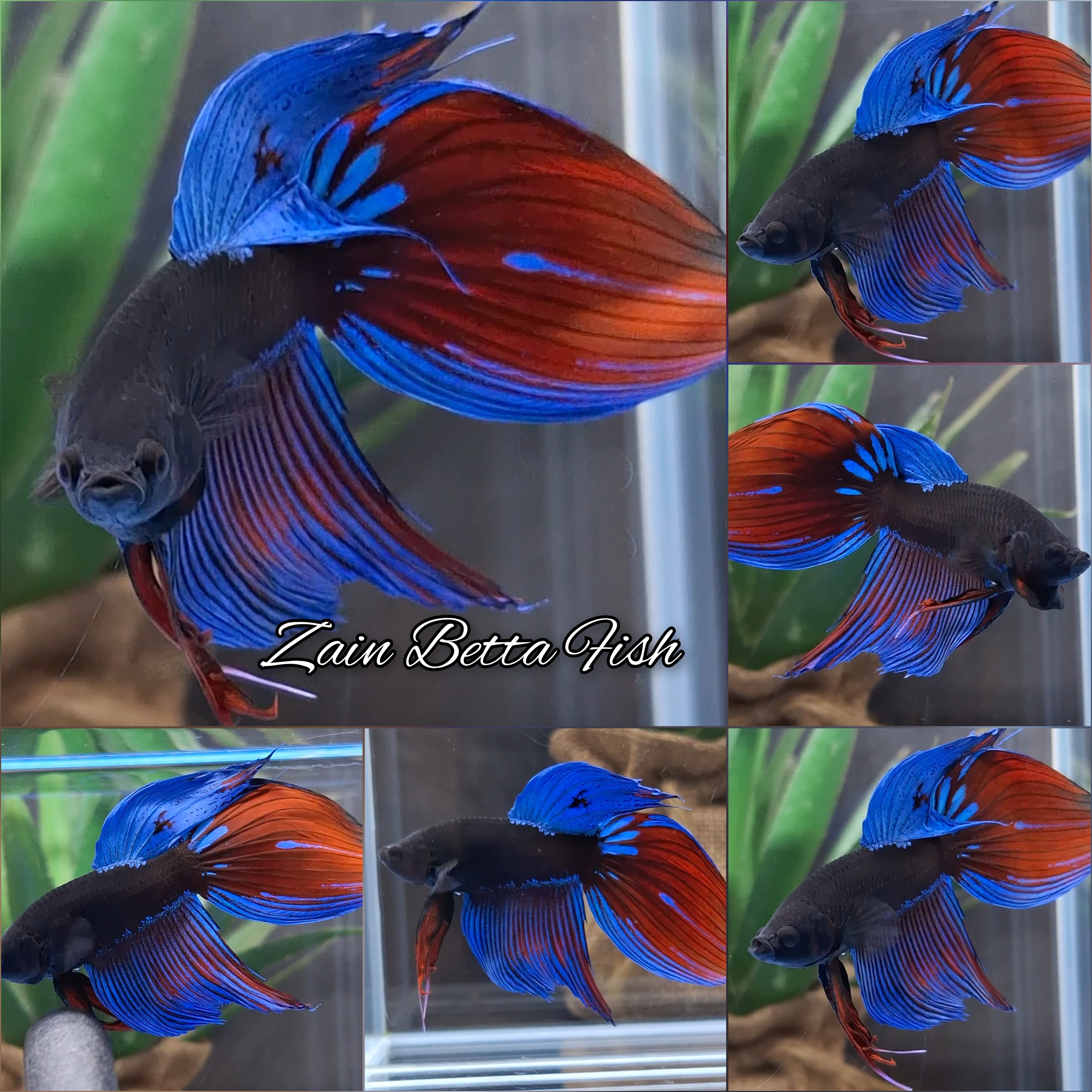 Veiltail Black Series Avatar Tricolor Rare Betta Fish Male