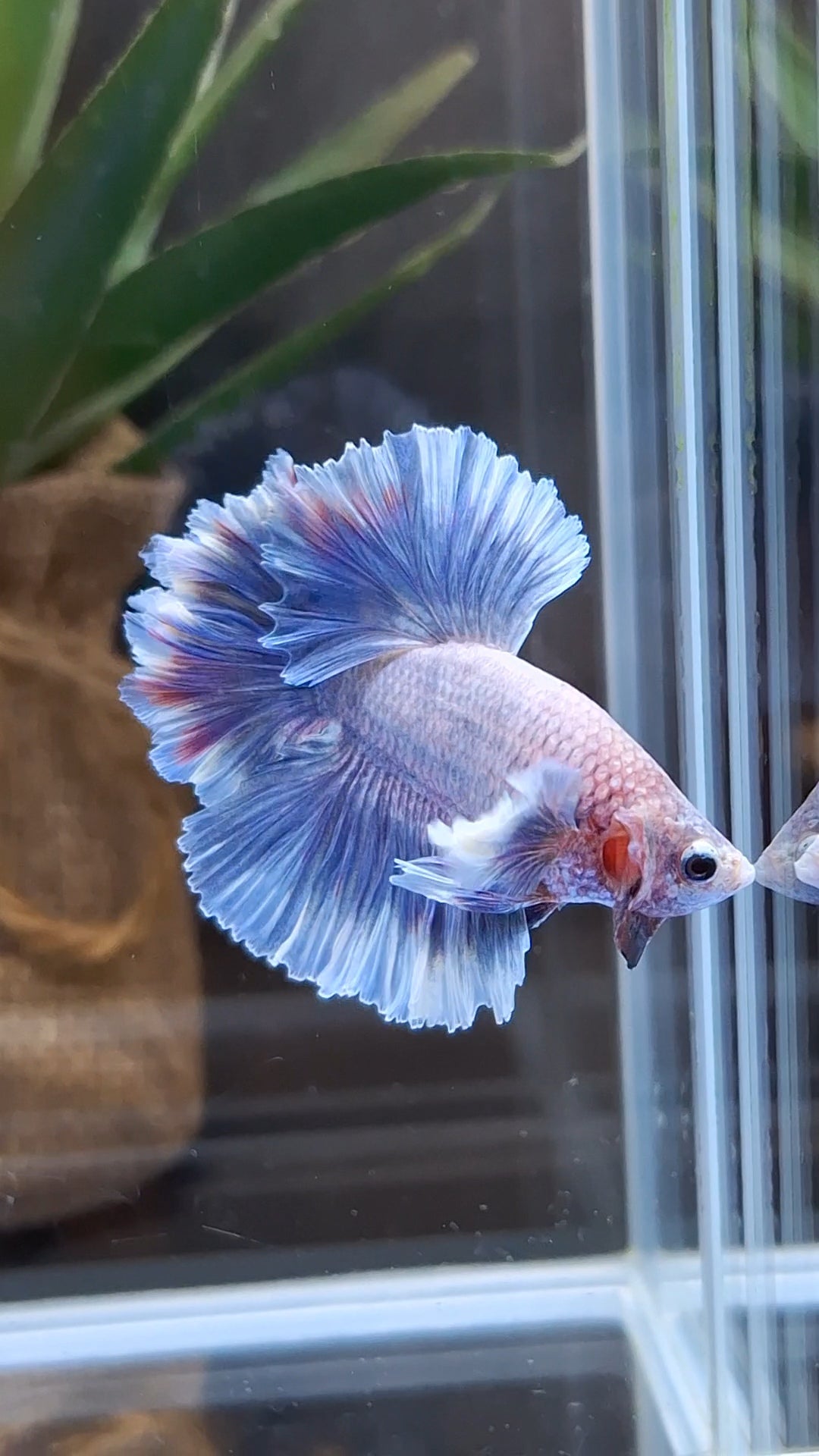 King Feathertail Dumbo Ear Grizzle Butterfly Purple Wash Betta Fish