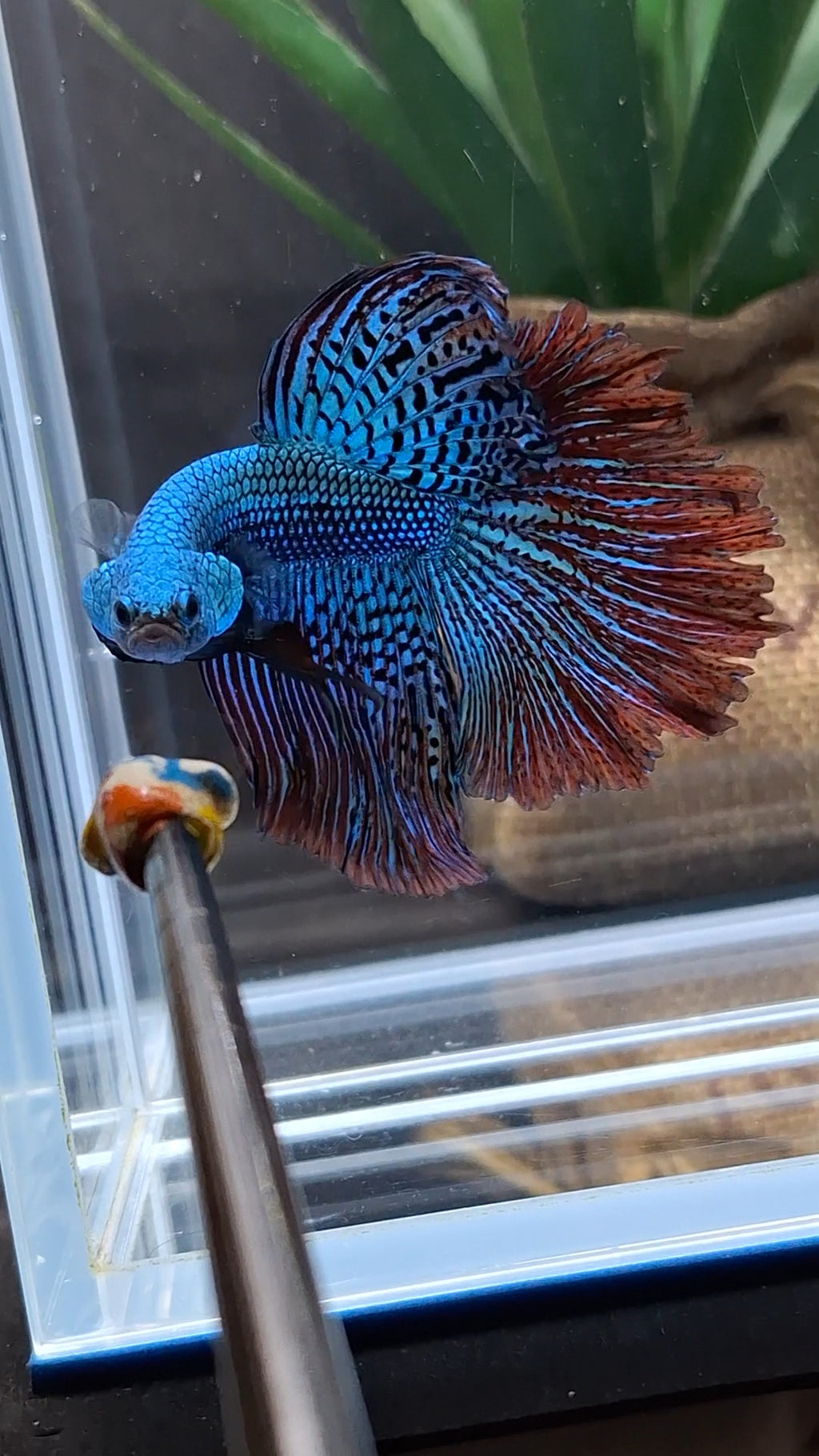Premium Halfmoon Over Tail Rare Alien Wild Betta Fish Male Large Size