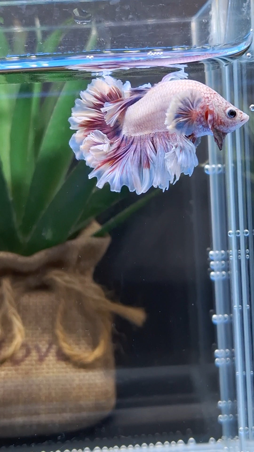 King Feathertail Dumbo Pink Purple Betta Fish Male