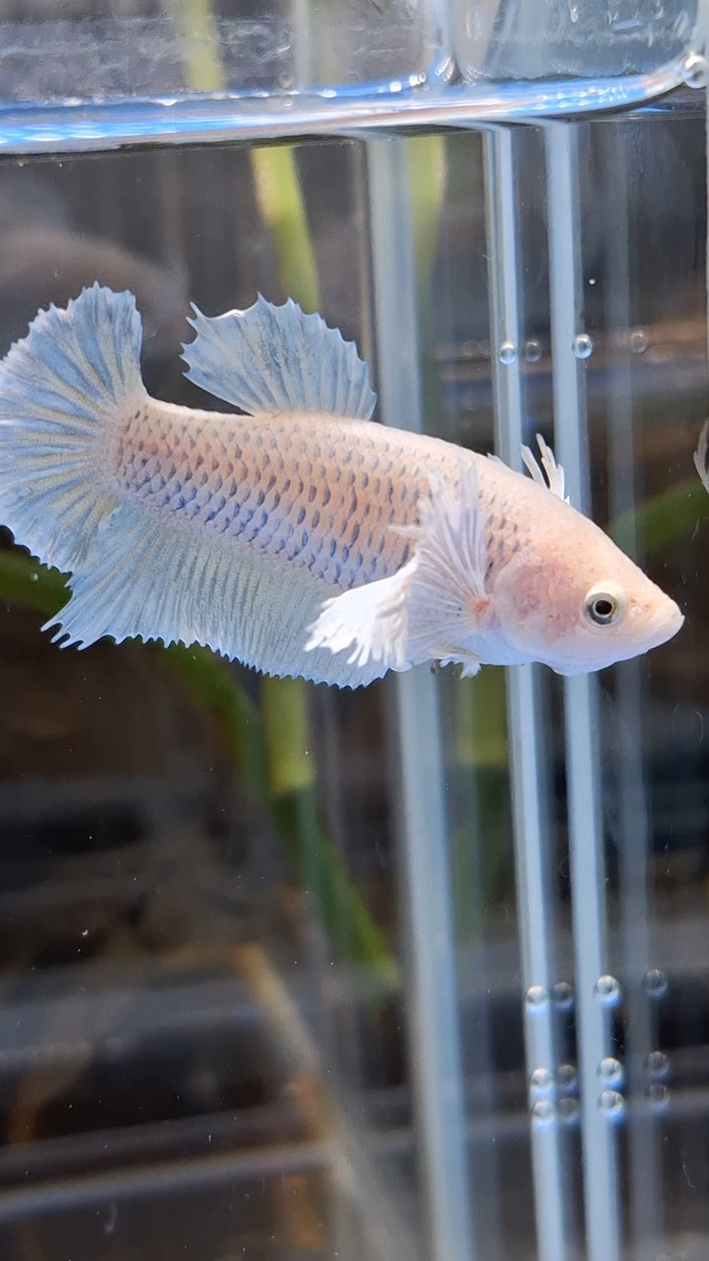 Dumbo Ear Halfmoon Pineapple Soft Yellow Female Betta Fish For Sorority / Breed