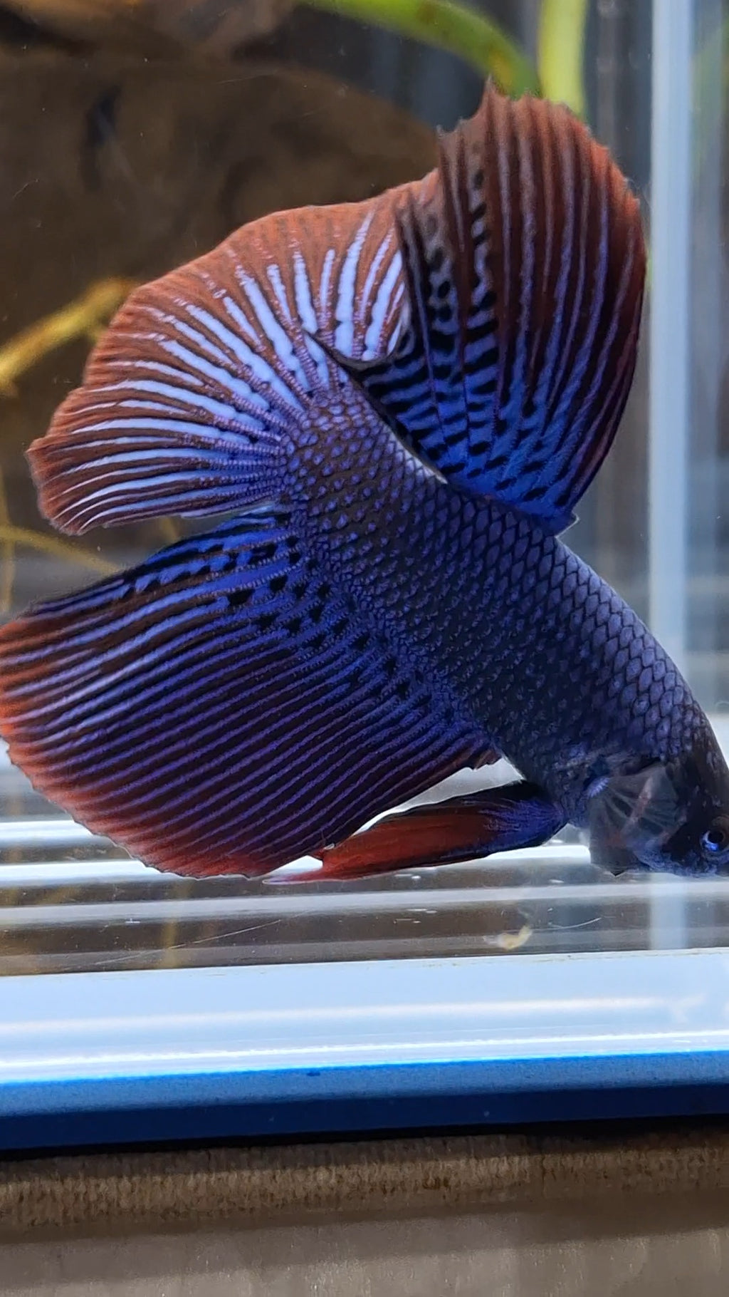 Alien Long Fins Blue Big Delta Tail Rare Wild Betta Fish Male
