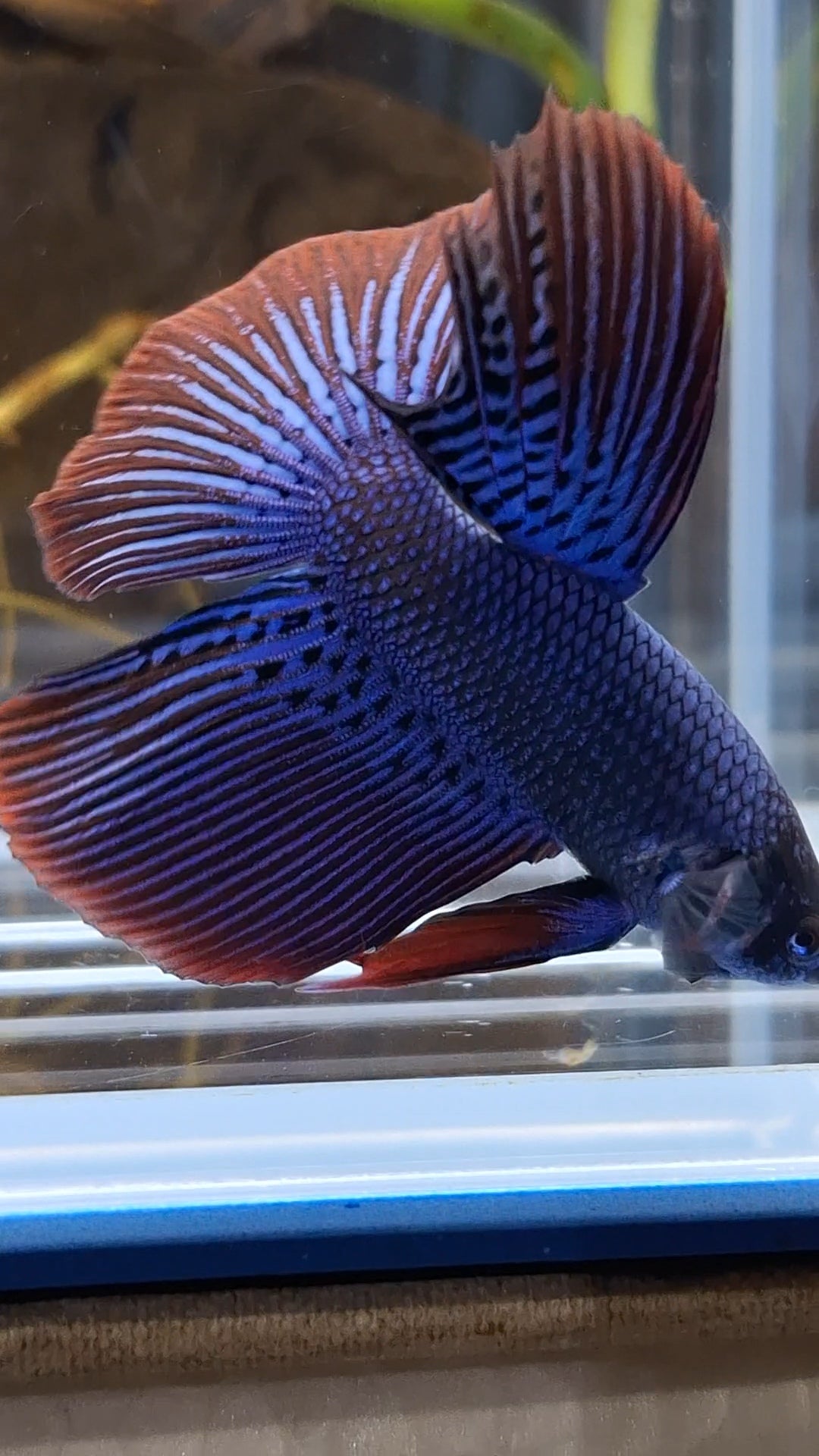 Alien Long Fins Blue Big Delta Tail Rare Wild Betta Fish Male