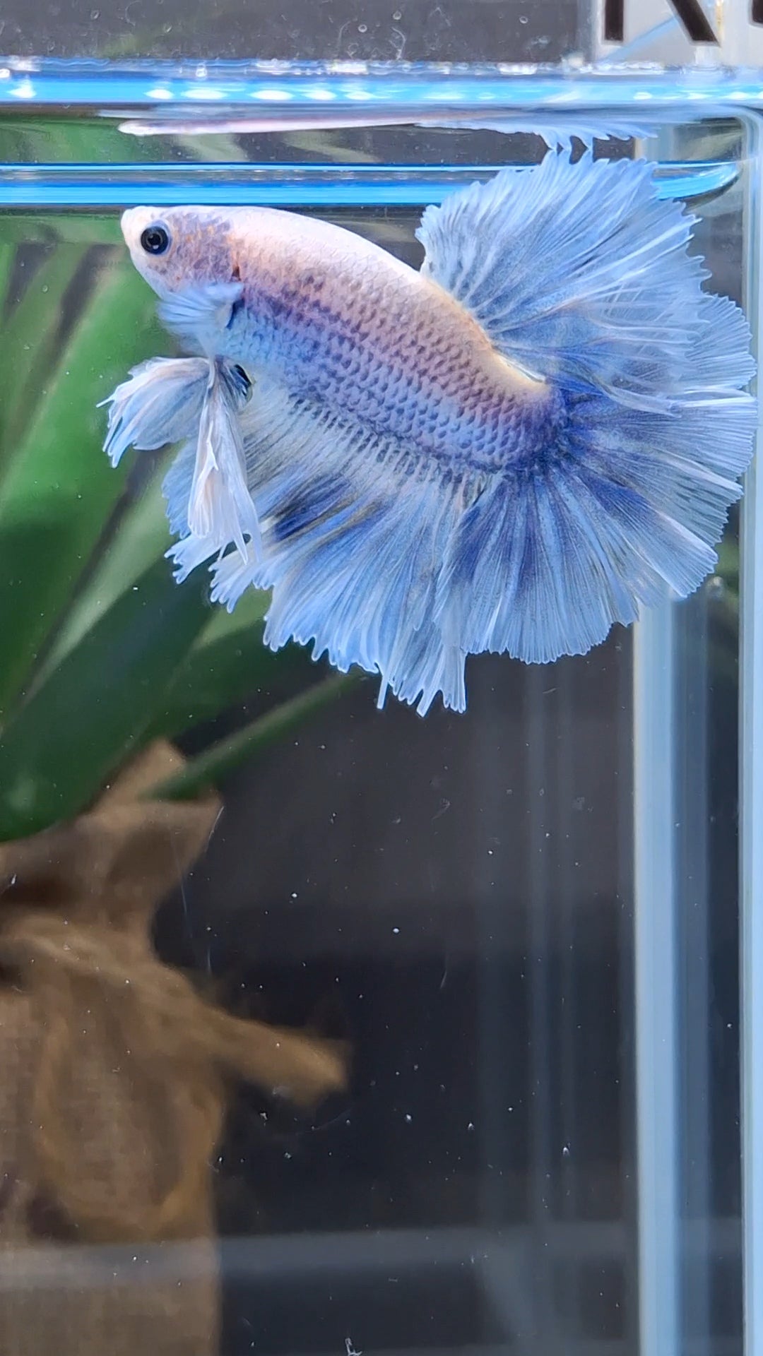 Halfmoon King Feathertail Grizzle Betta Fish Male