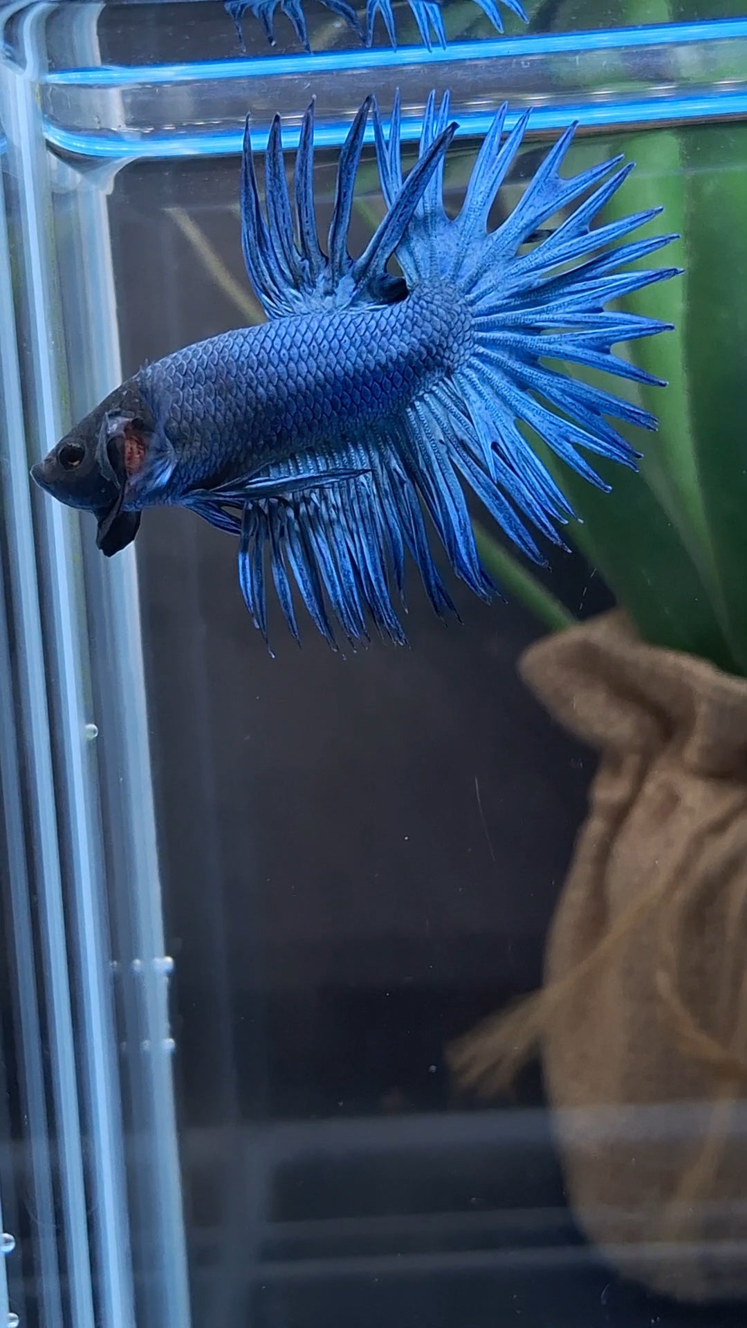 Crowntail Blue Betta Fish Male