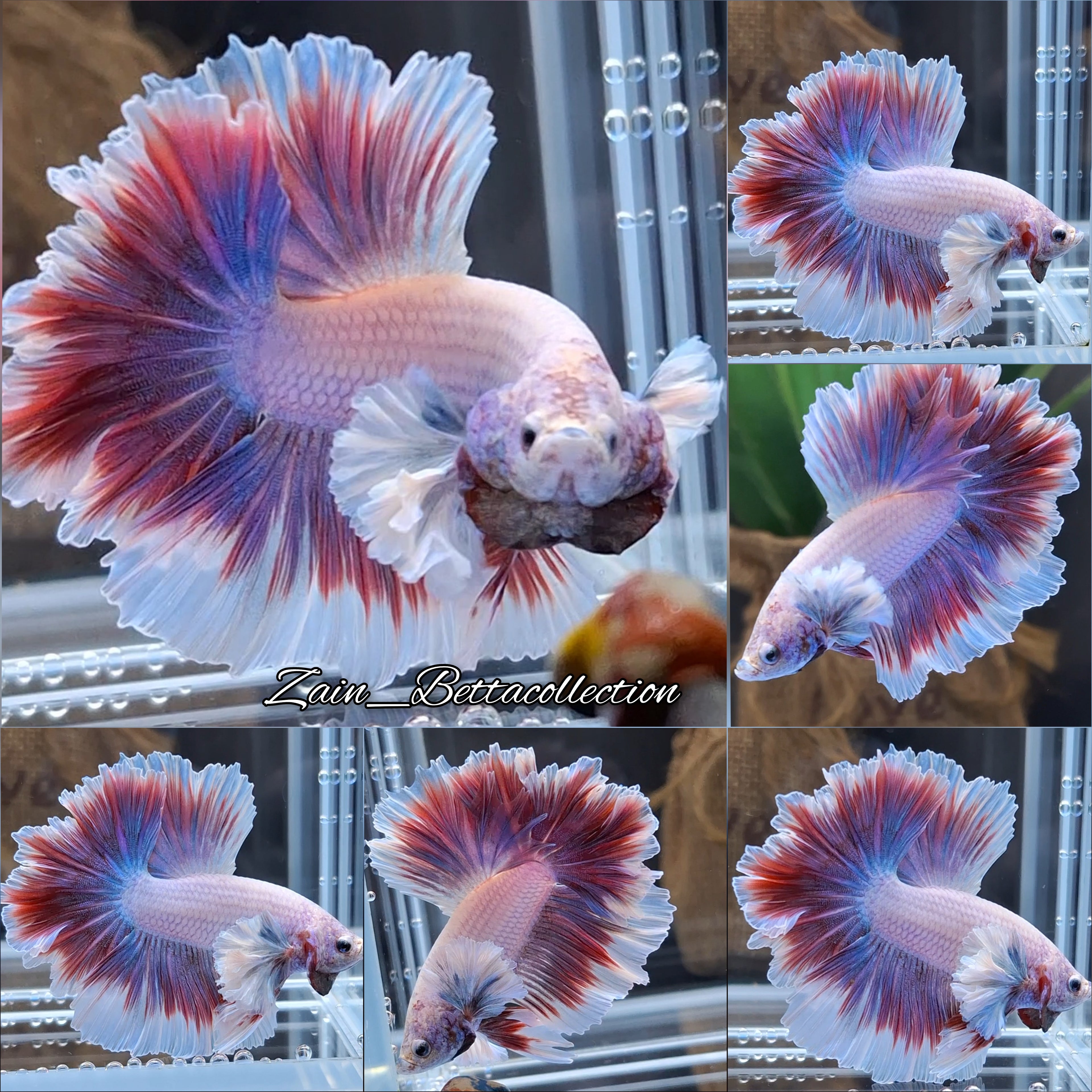 King Feathertail Halfmoon Dumbo Rose Ear Pink Purple Butterfly Premium Betta Fish Male