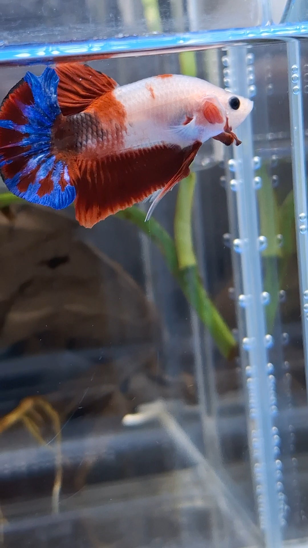 Unique Color AOC Rare Plakat HMPK Betta Fish Male