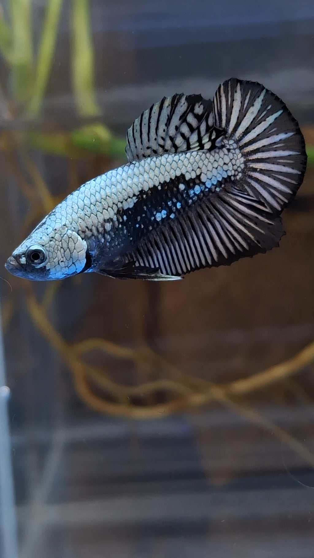 Samurai Plakat HMPK Betta Fish Male