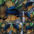Mustard Gas King Rosetail Halfmoon Emerald Betta Fish Male