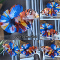 Multicolor Metalic Strong Color HMPK Betta Fish Male
